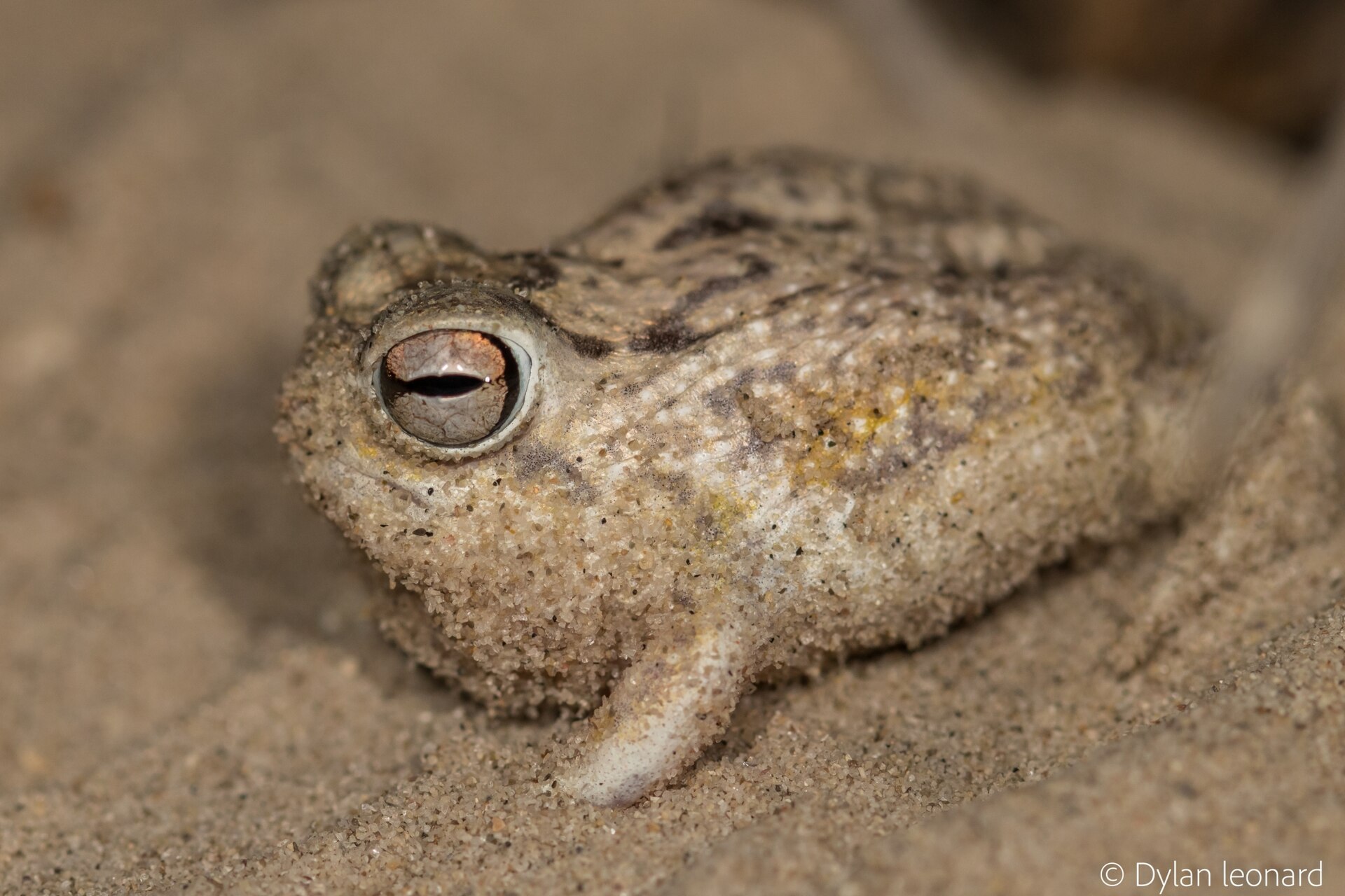 Breviceps macrops 관련 자료 이미지