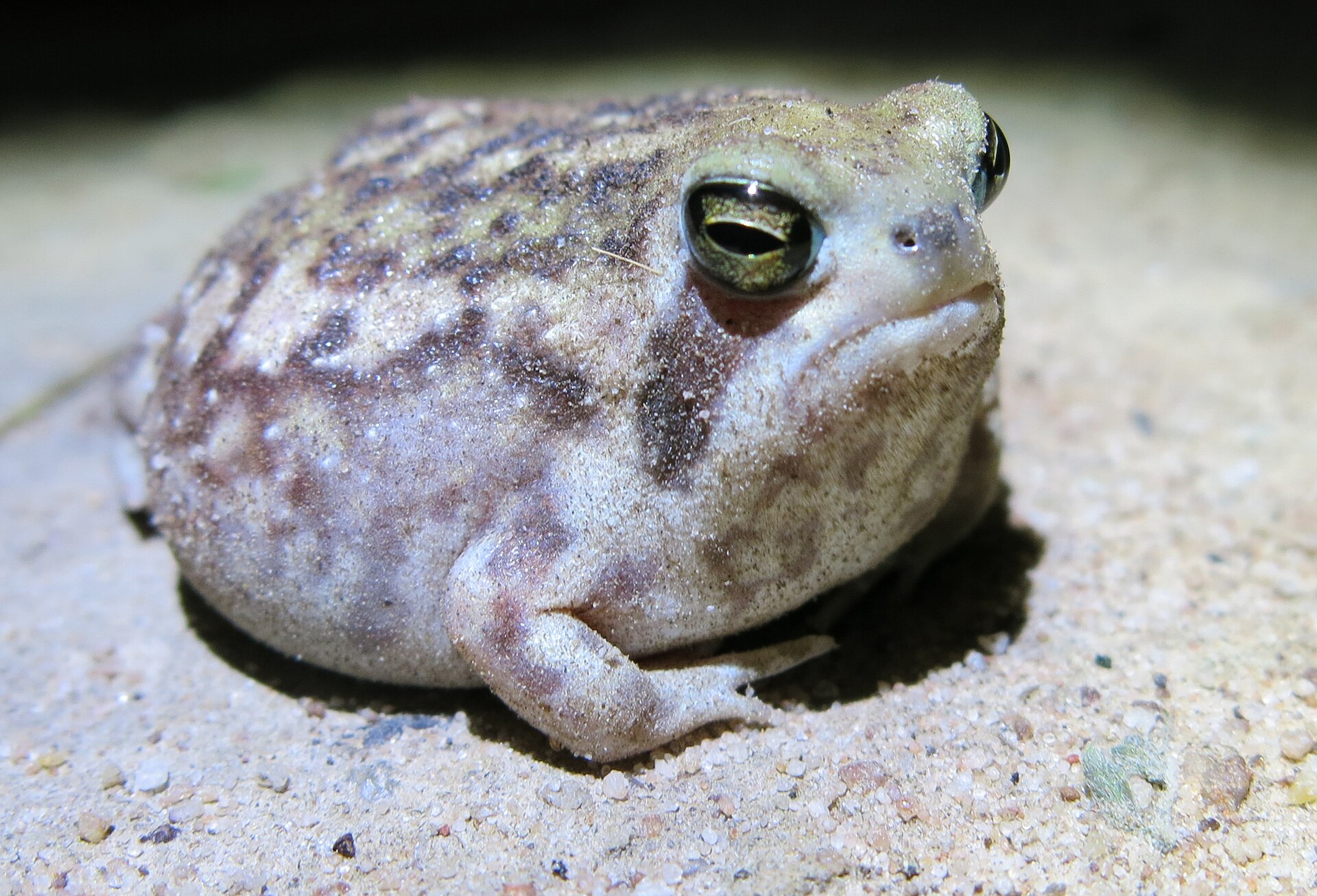 Breviceps macrops 관련 자료 이미지