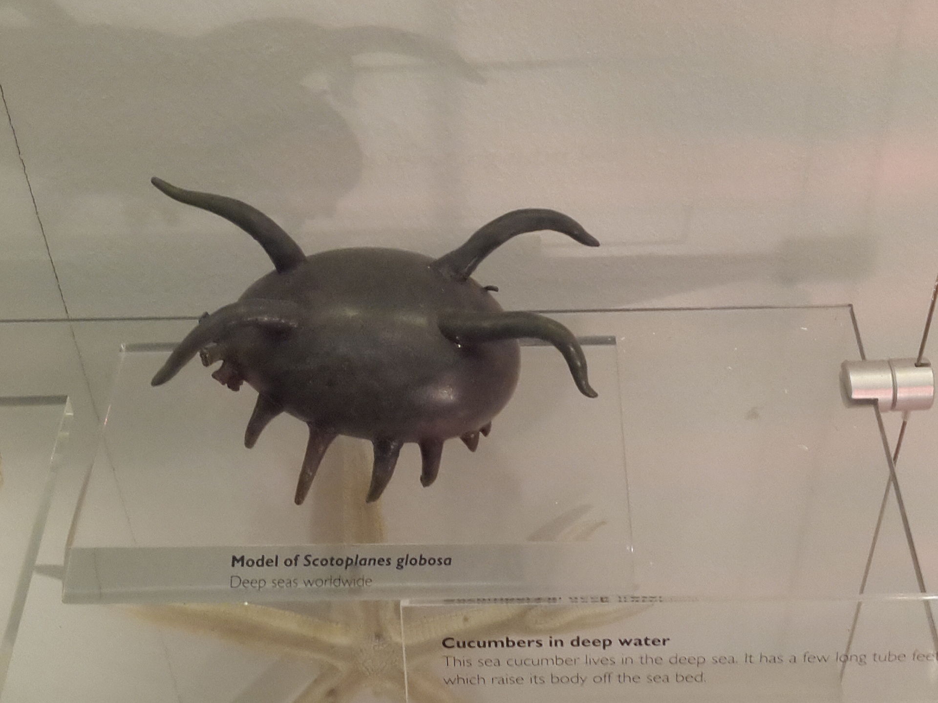 Source image related to Scotoplanes globosa