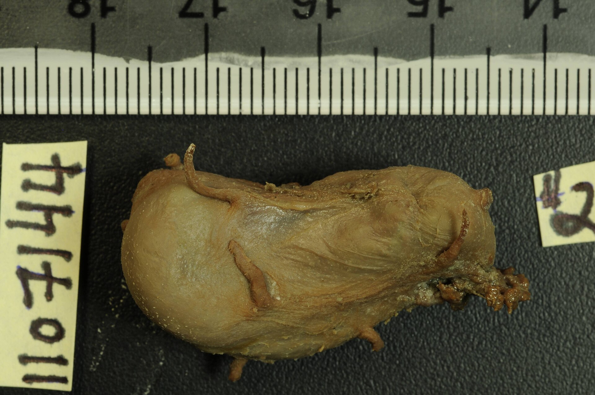 Scotoplanes globosa 관련 자료 이미지