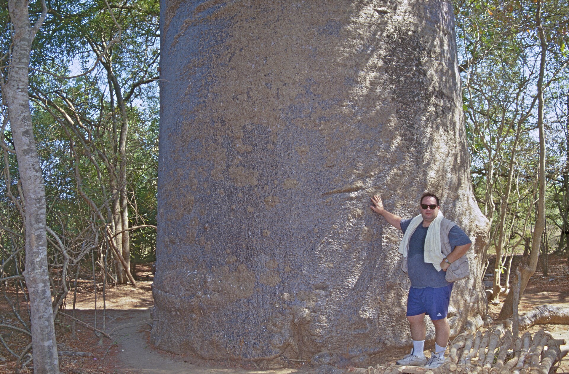 Source image related to Adansonia grandidieri