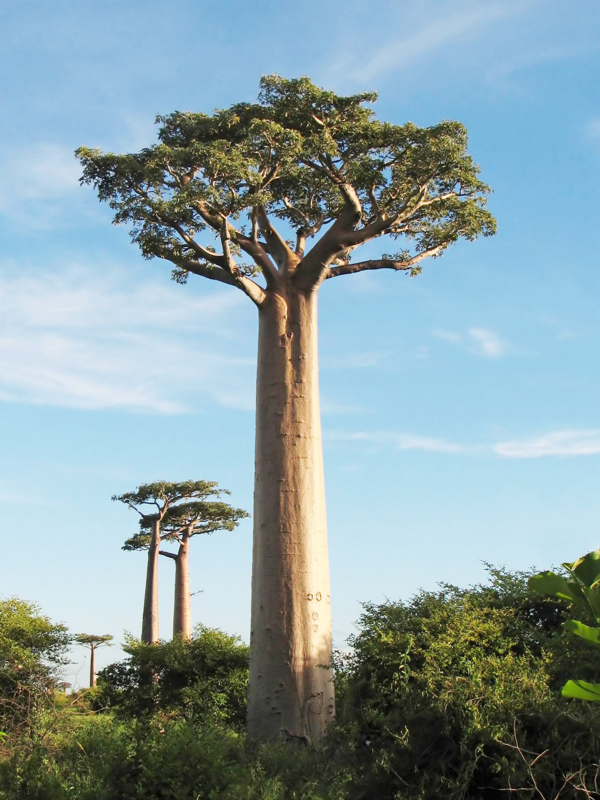 Source image related to Adansonia grandidieri