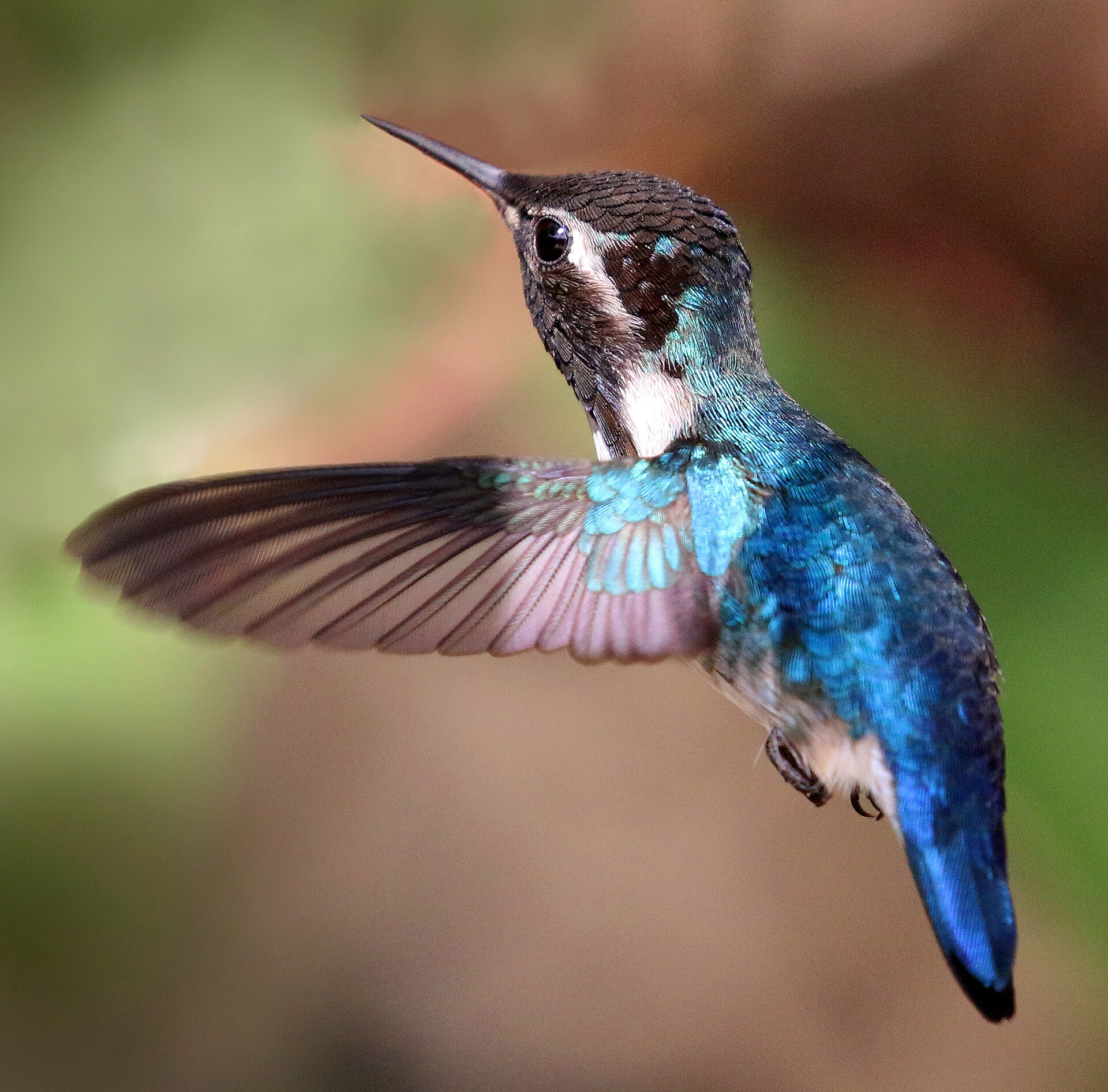Source image related to Mellisuga helenae