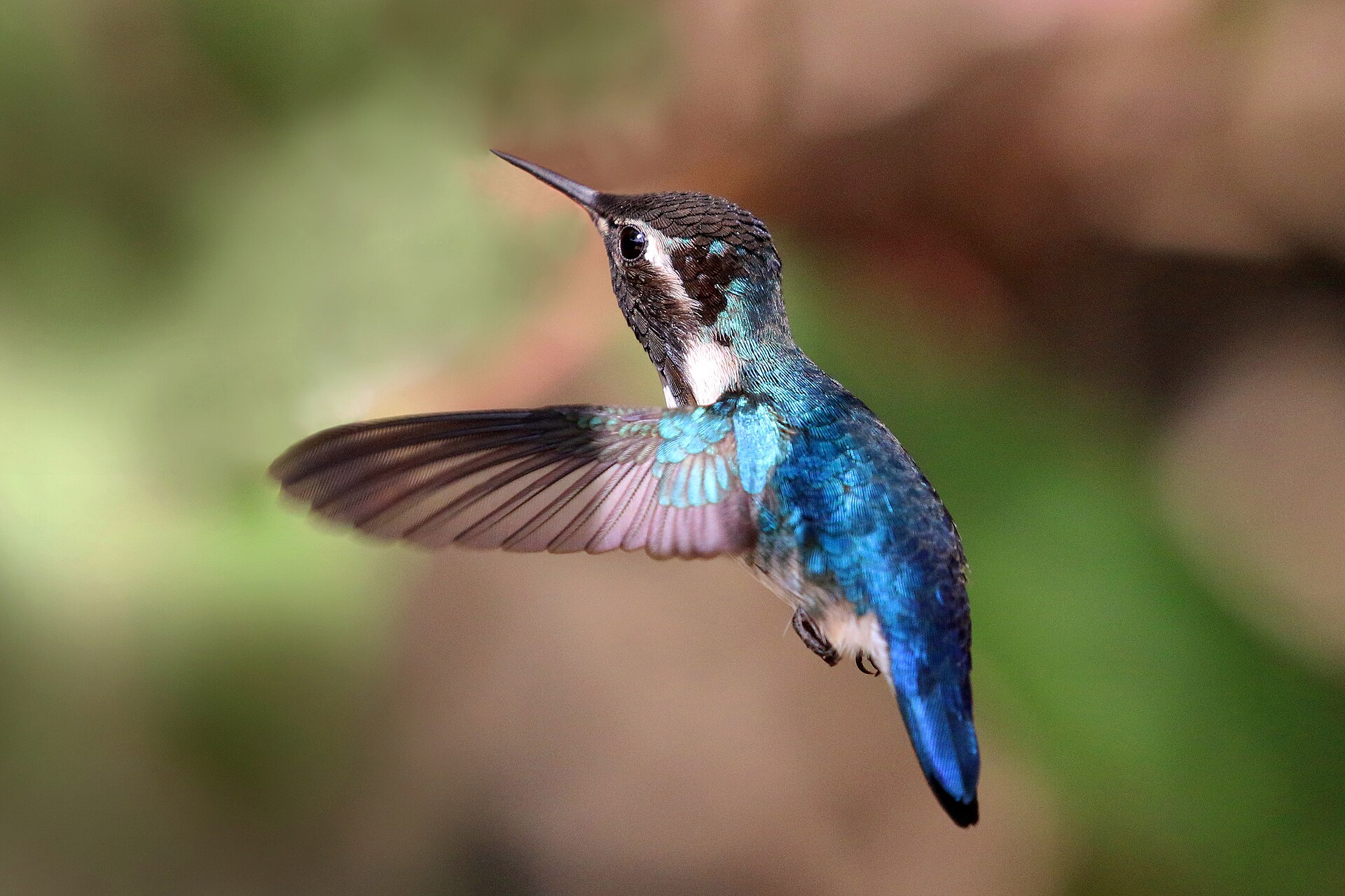 Source image related to Mellisuga helenae