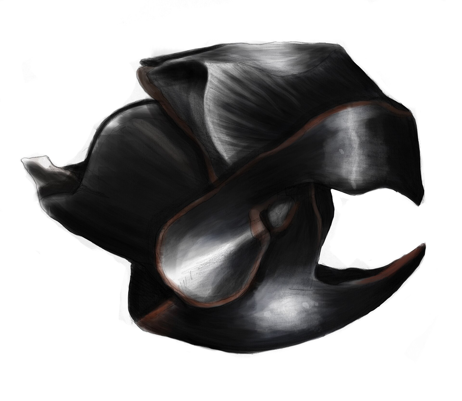 Source image related to Mesonychoteuthis hamiltoni