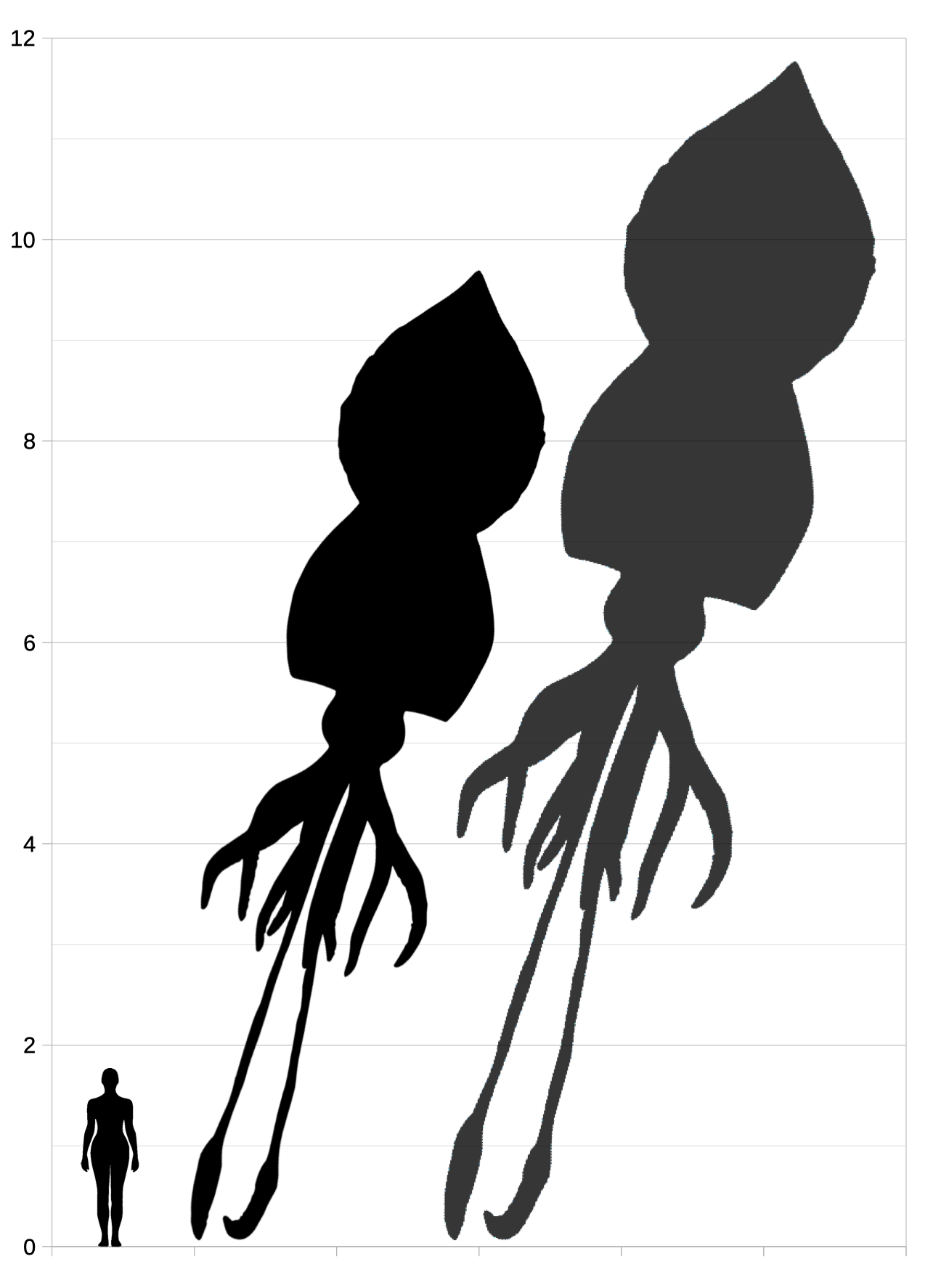 Source image related to Mesonychoteuthis hamiltoni