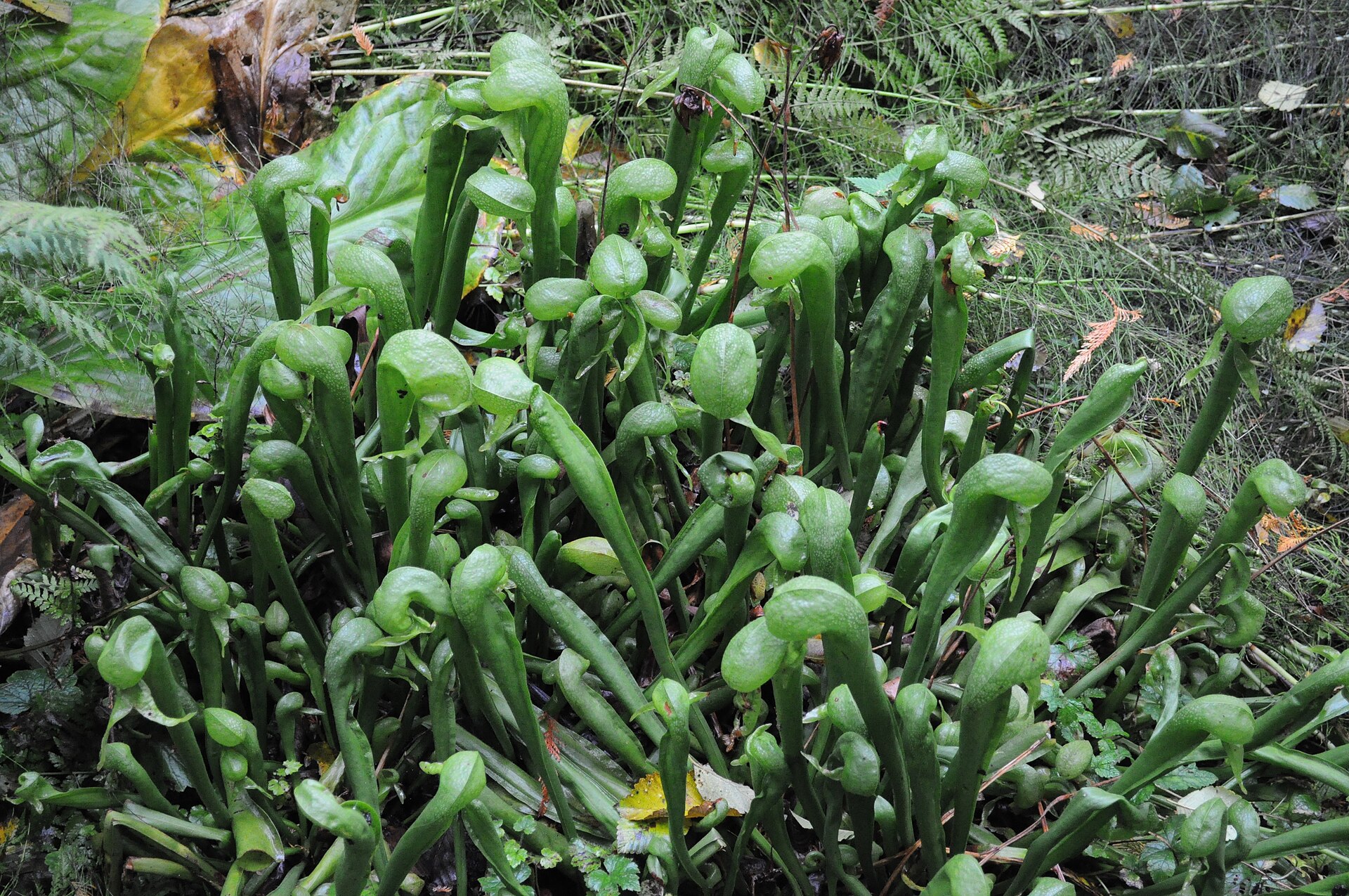 Source image related to Darlingtonia californica