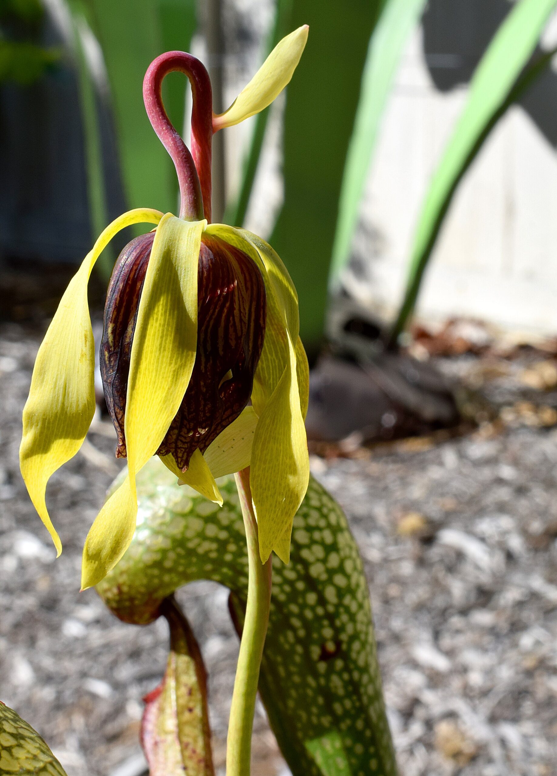 Source image related to Darlingtonia californica
