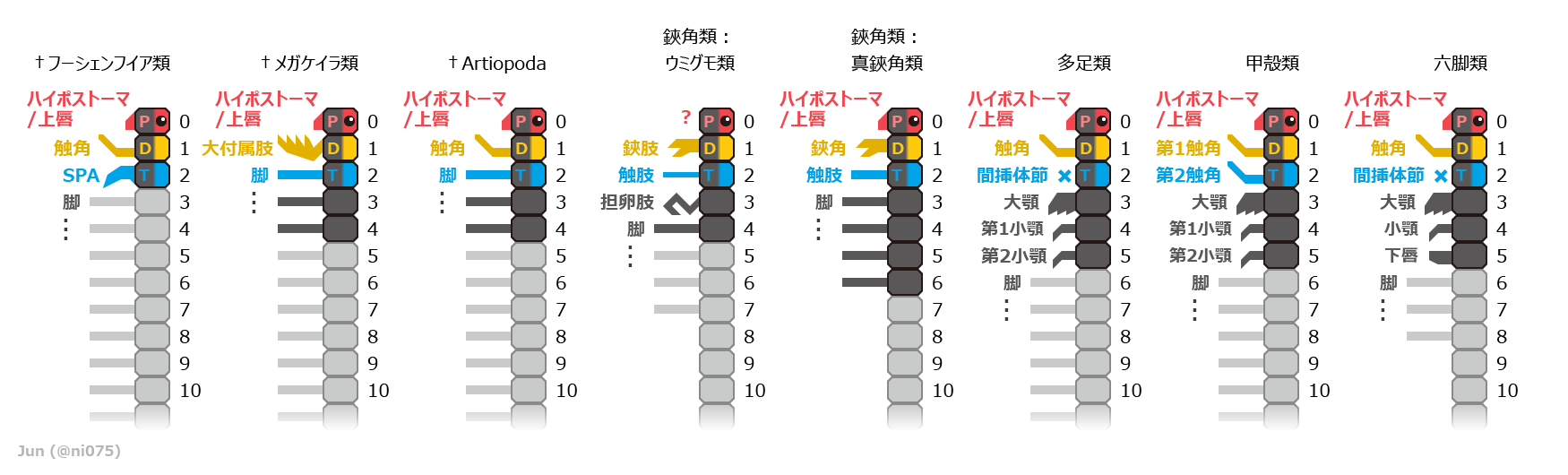 Onychophora 관련 자료 이미지