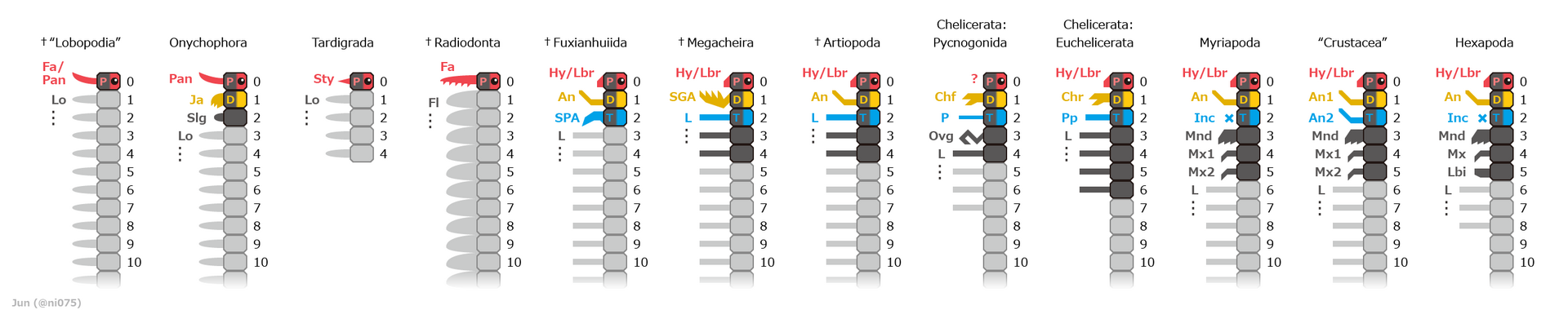 Onychophora 관련 자료 이미지