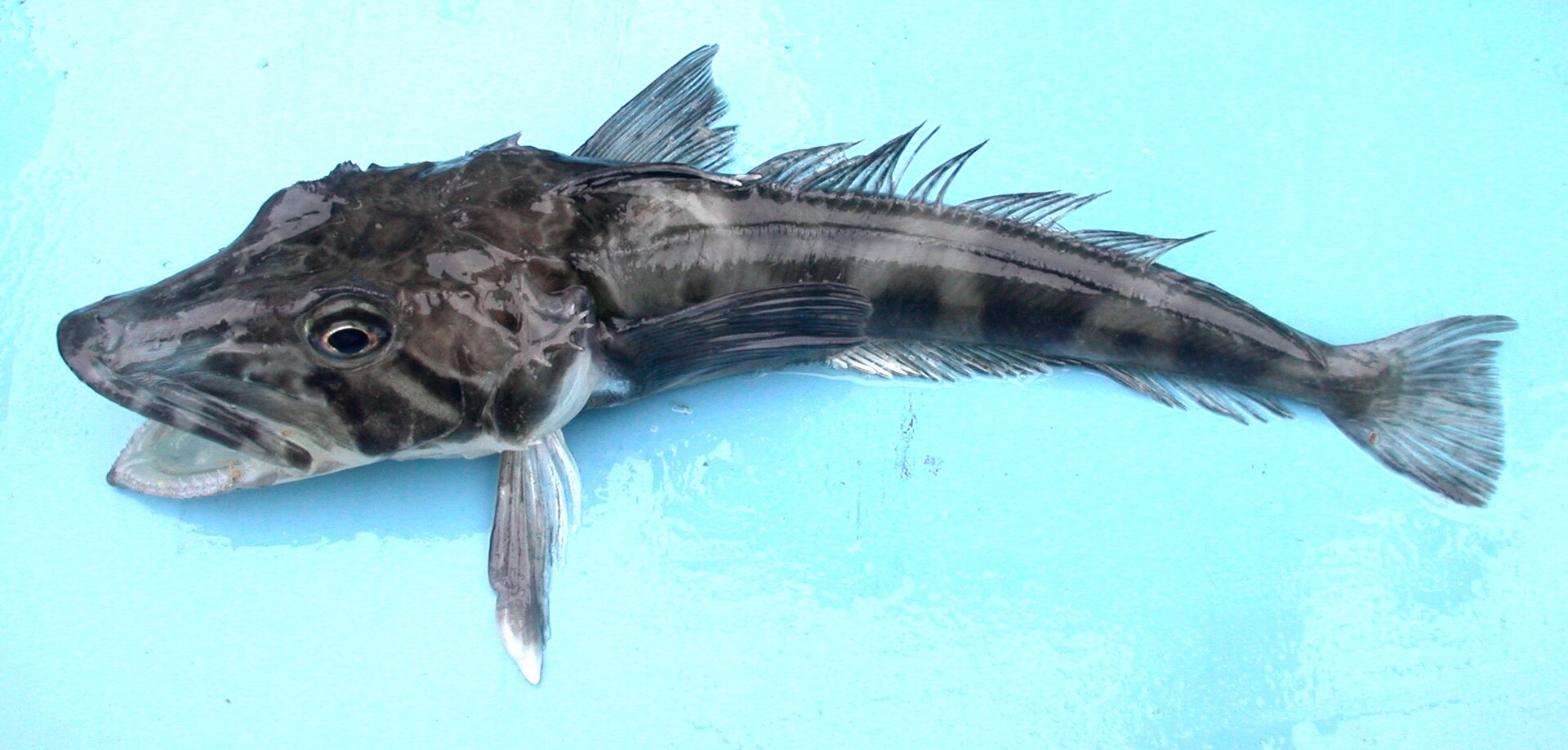 Source image related to Chionodraco rastrospinosus