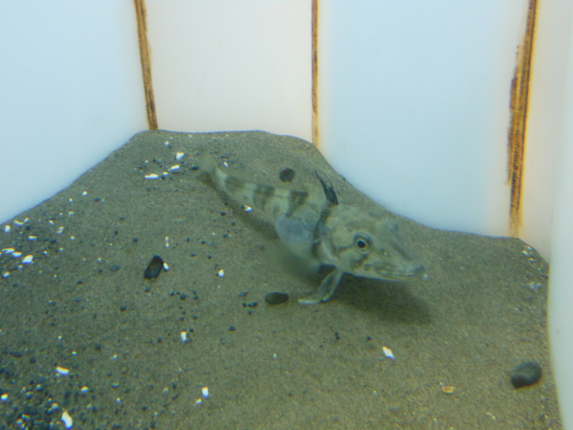 Source image related to Chionodraco rastrospinosus