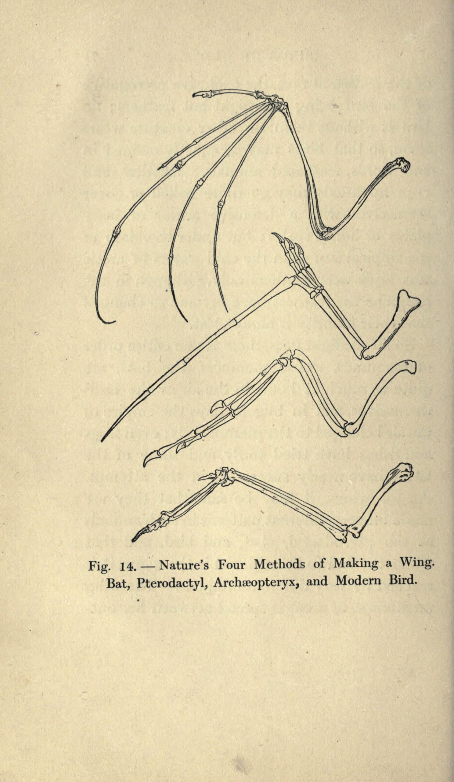 Archaeopteryx lithographica 관련 자료 이미지