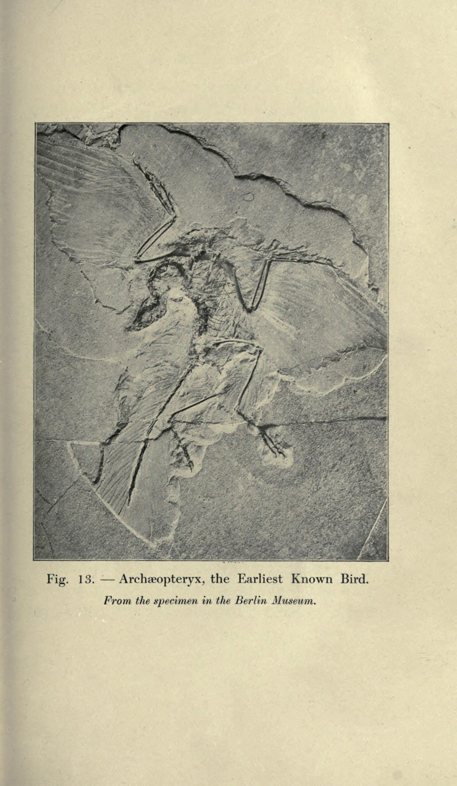 Archaeopteryx lithographica 관련 자료 이미지