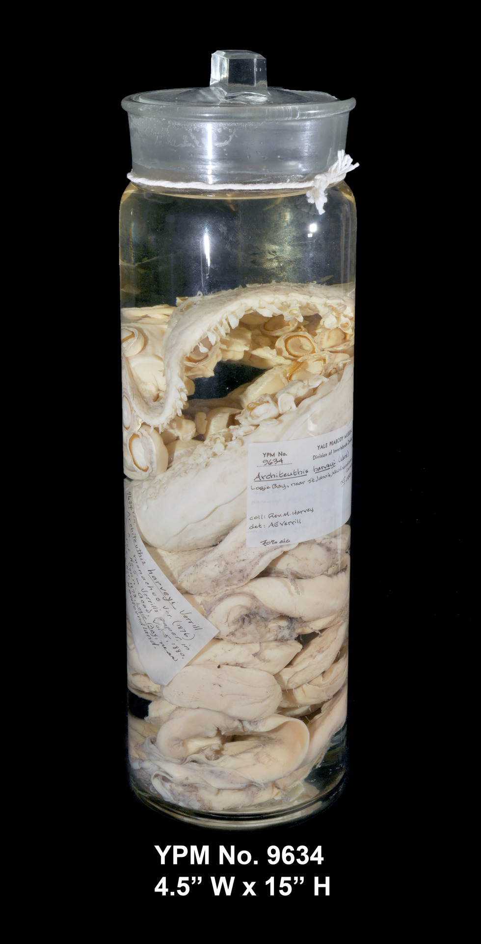 Architeuthis dux source image