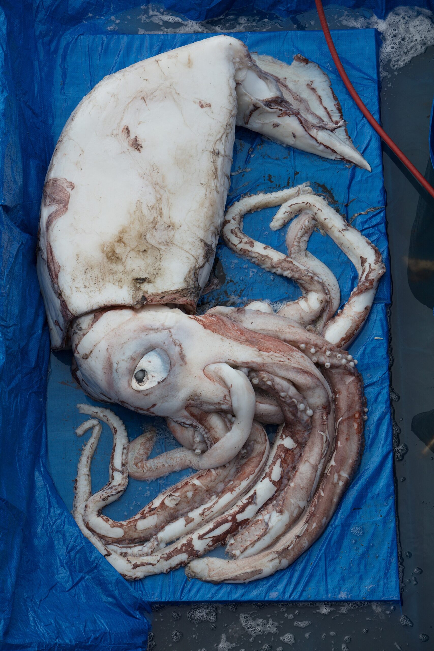 Source image related to Architeuthis dux