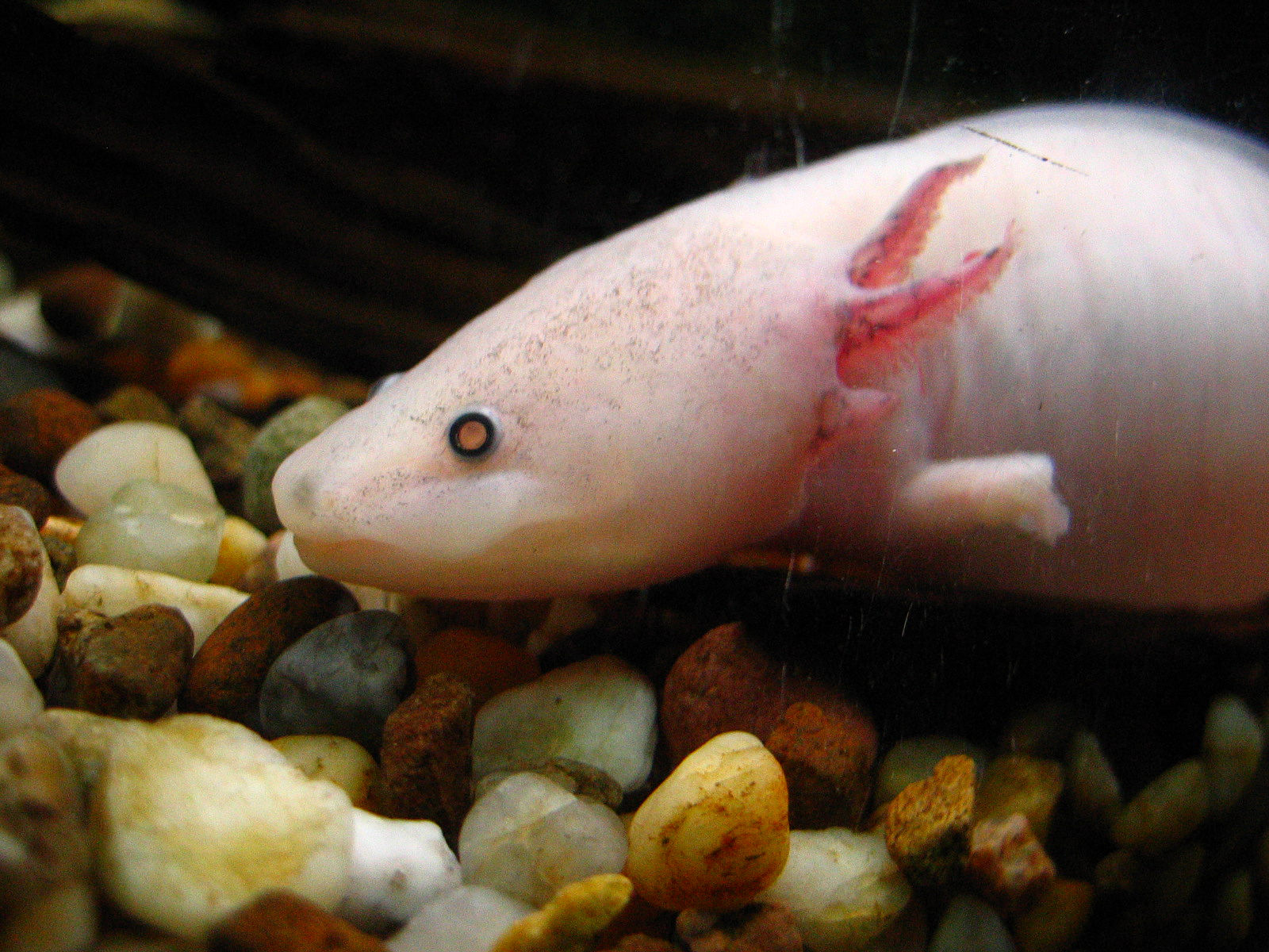 Source image related to Ambystoma mexicanum
