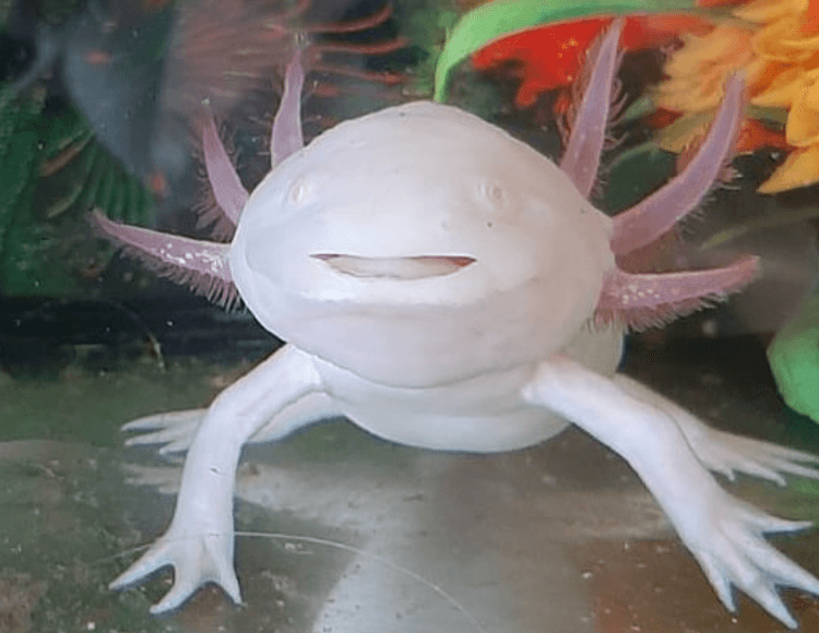 Source image related to Ambystoma mexicanum