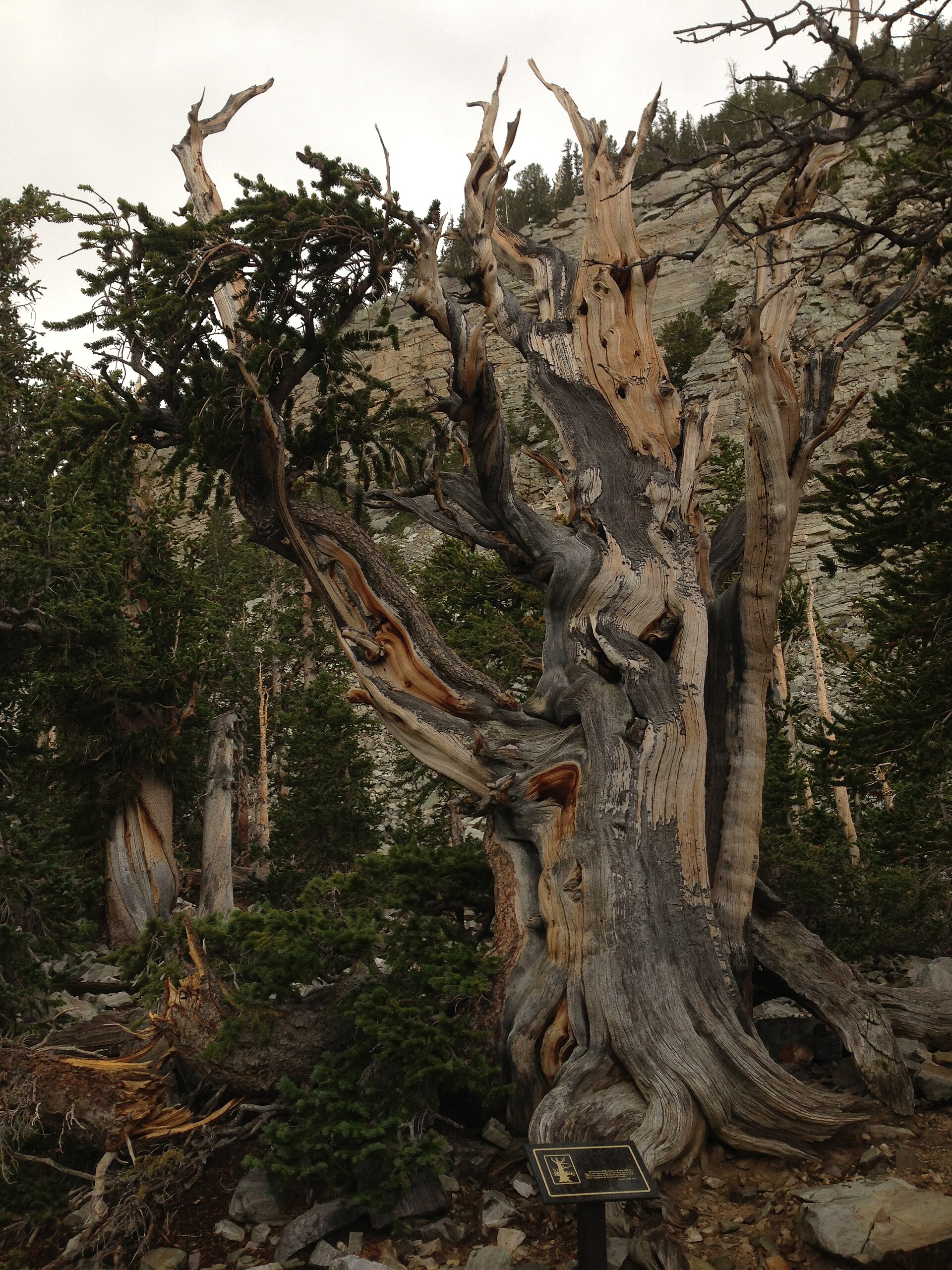 Source image related to Pinus longaeva