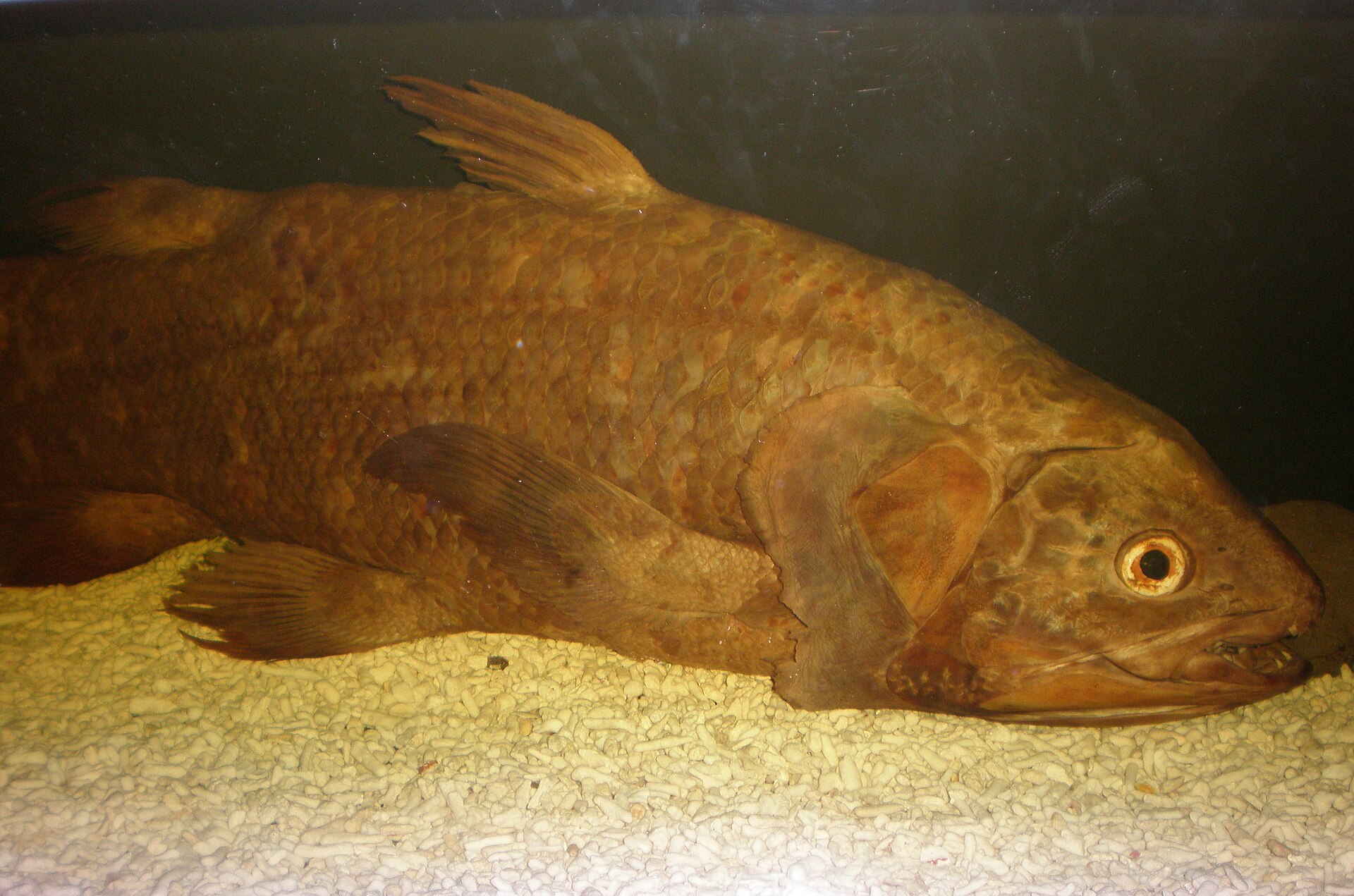 Source image related to Latimeria chalumnae