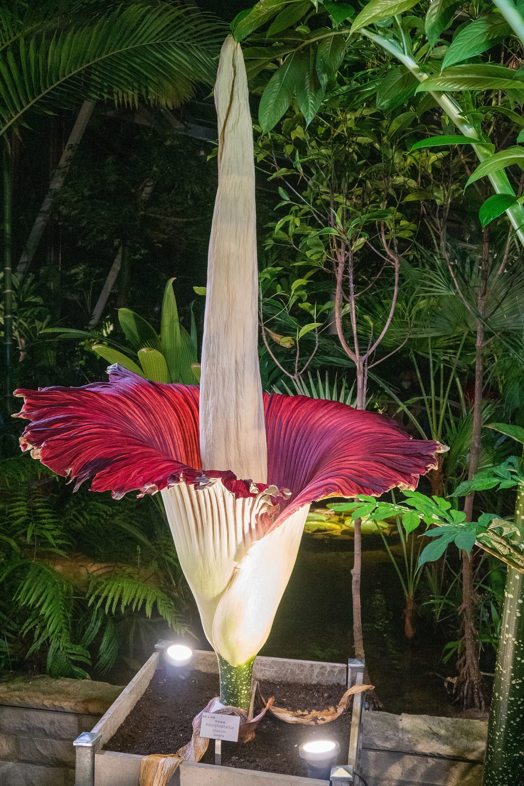 Source image related to Amorphophallus titanum