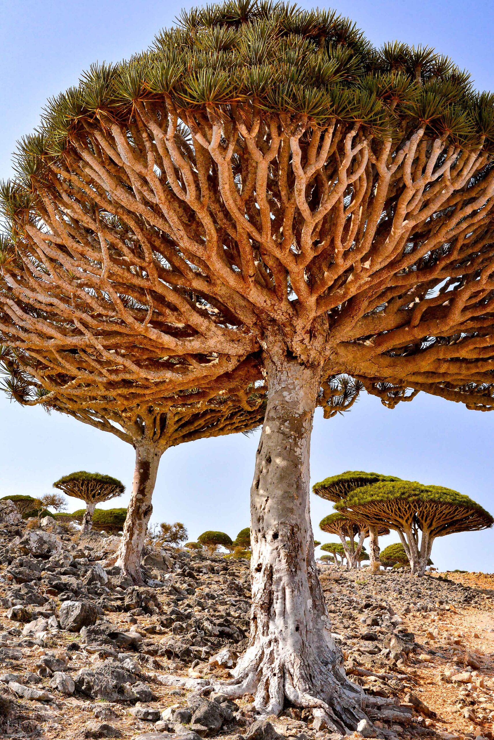 Source image related to Dracaena cinnabari