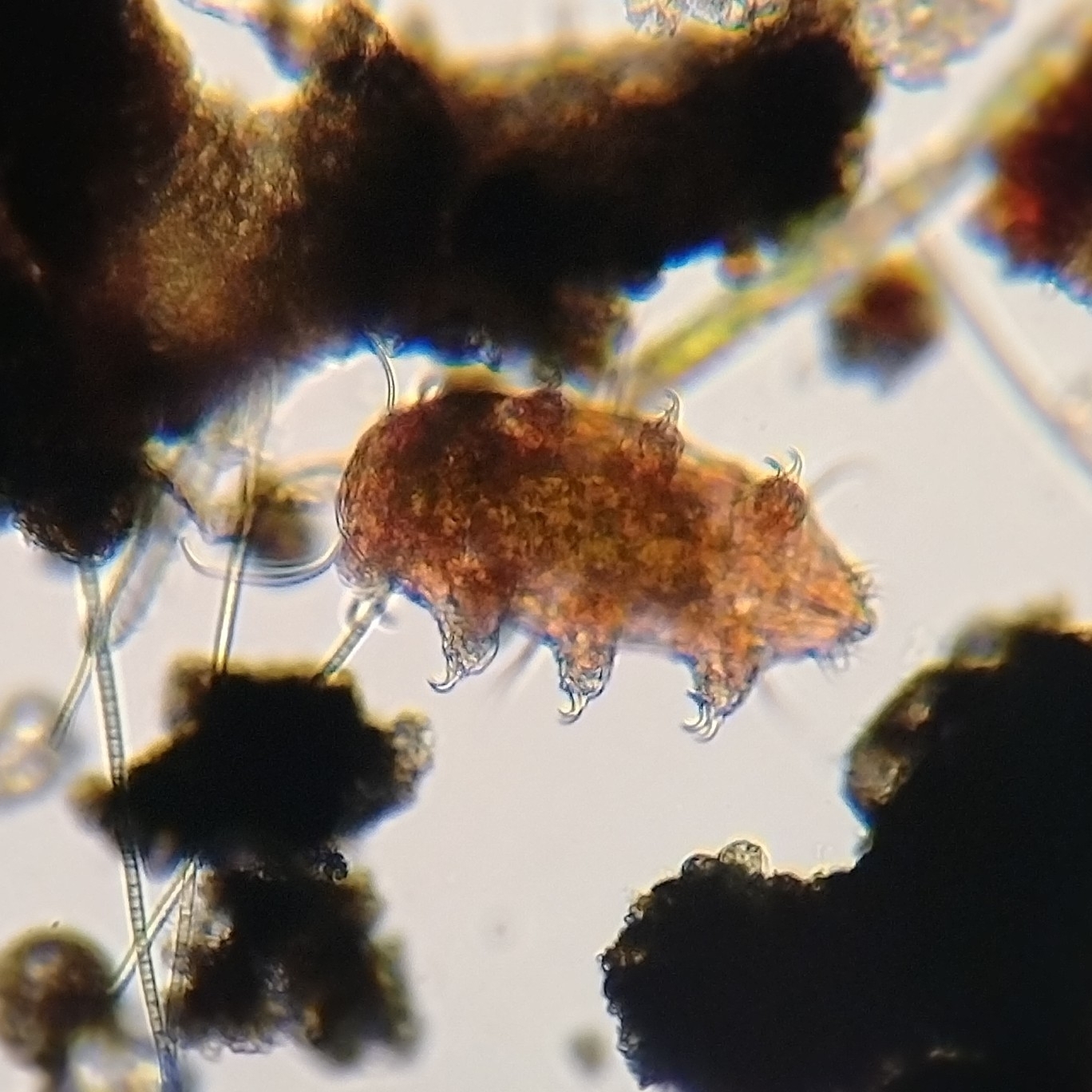 How the Armored Turtle Water Bear Survives Extreme Desiccation