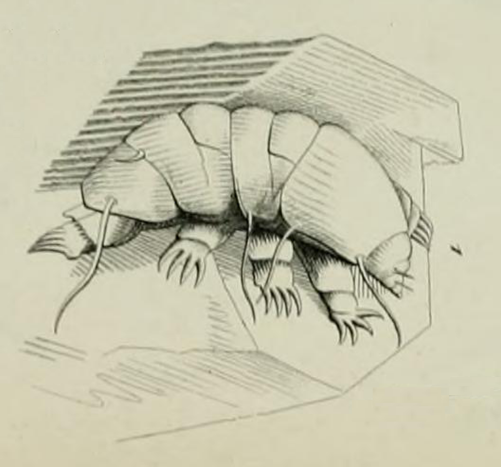 Source image related to Echiniscus testudo (Doyère, 1840)