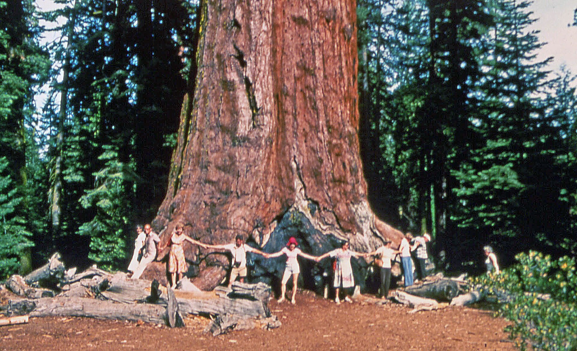 Source image related to Sequoiadendron giganteum