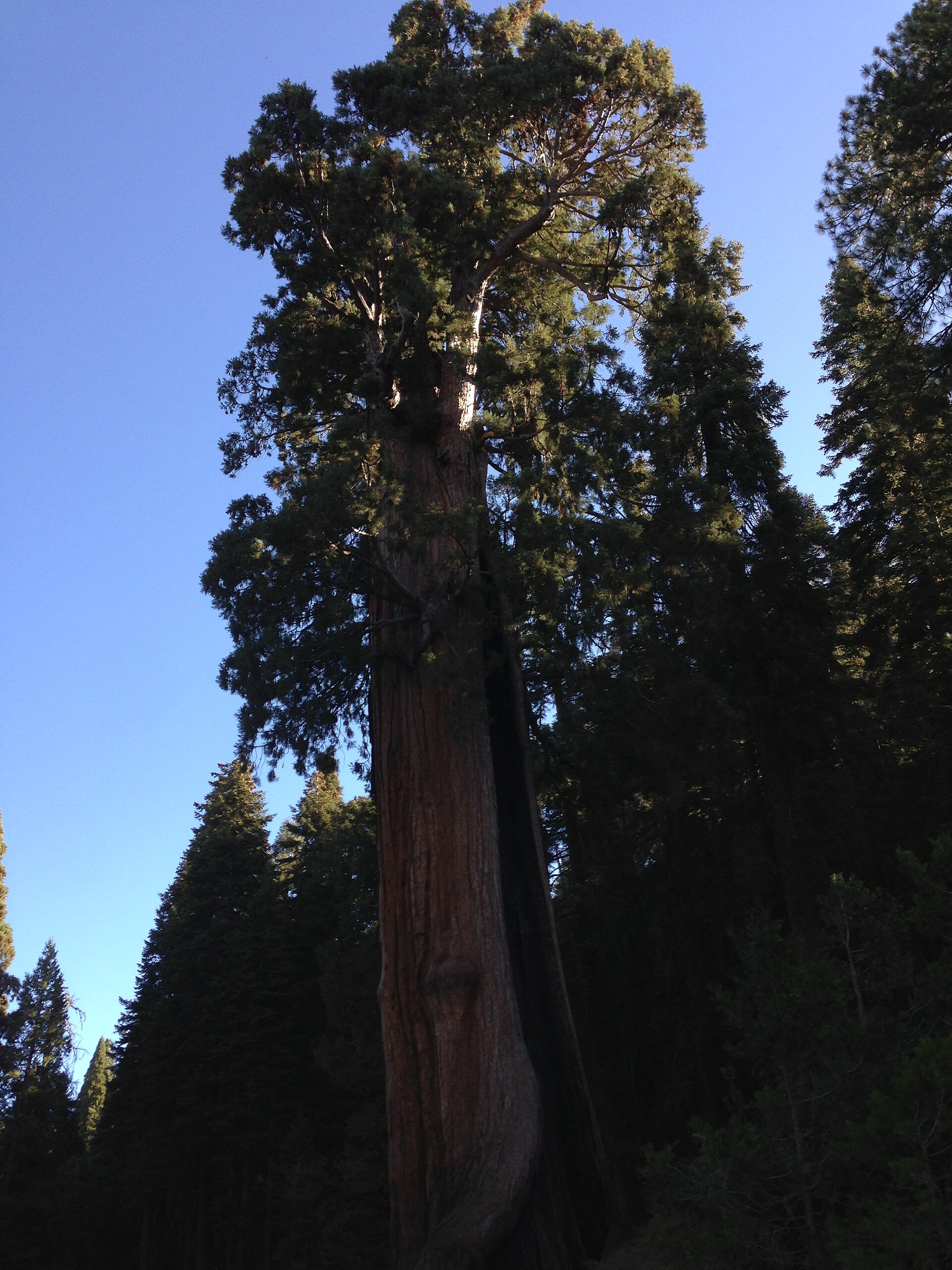 Source image related to Sequoiadendron giganteum