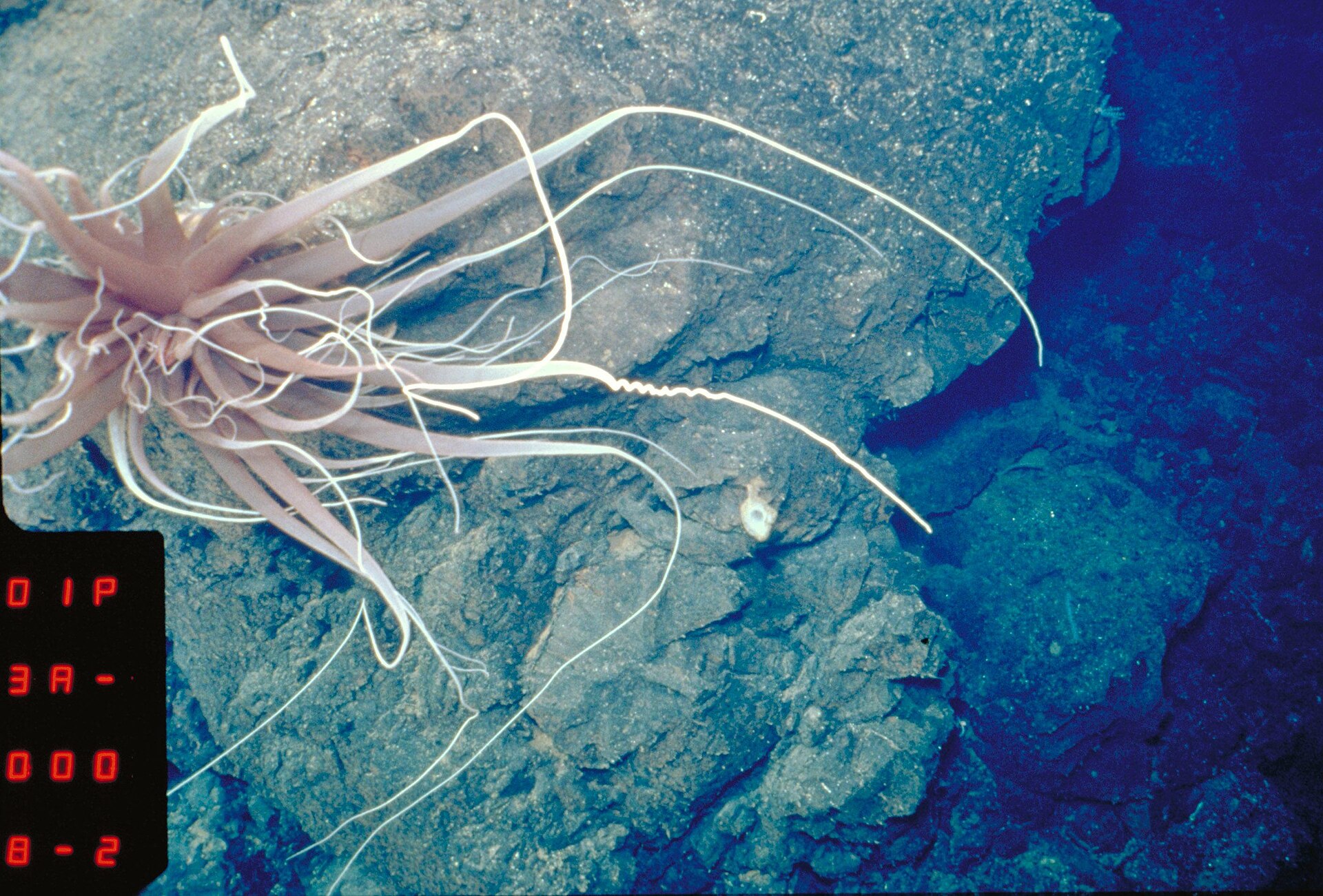 Source image related to Riftia pachyptila