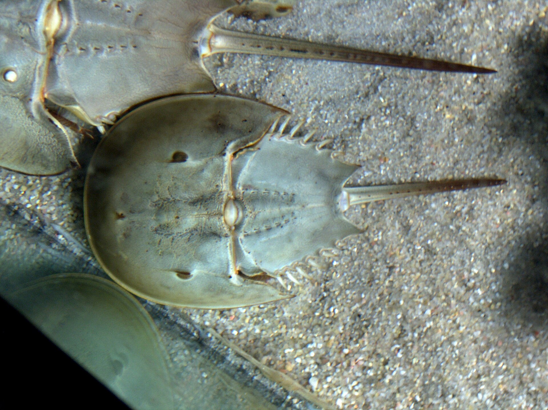 Understanding the Atlantic Horseshoe Crab: Myths, Blue Blood, and Medical Value