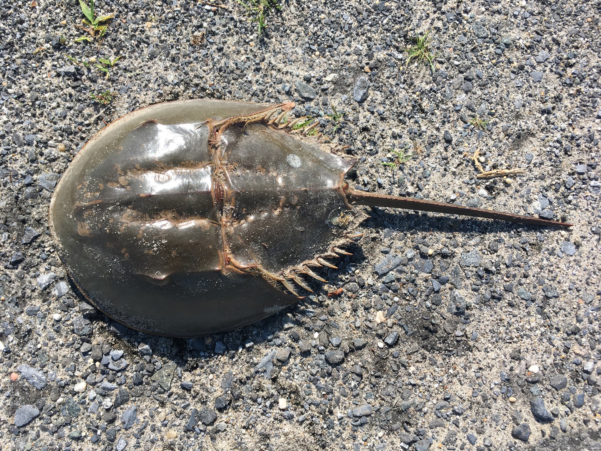 Limulus polyphemus 관련 자료 이미지