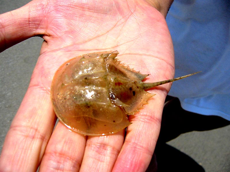 Limulus polyphemus 관련 자료 이미지