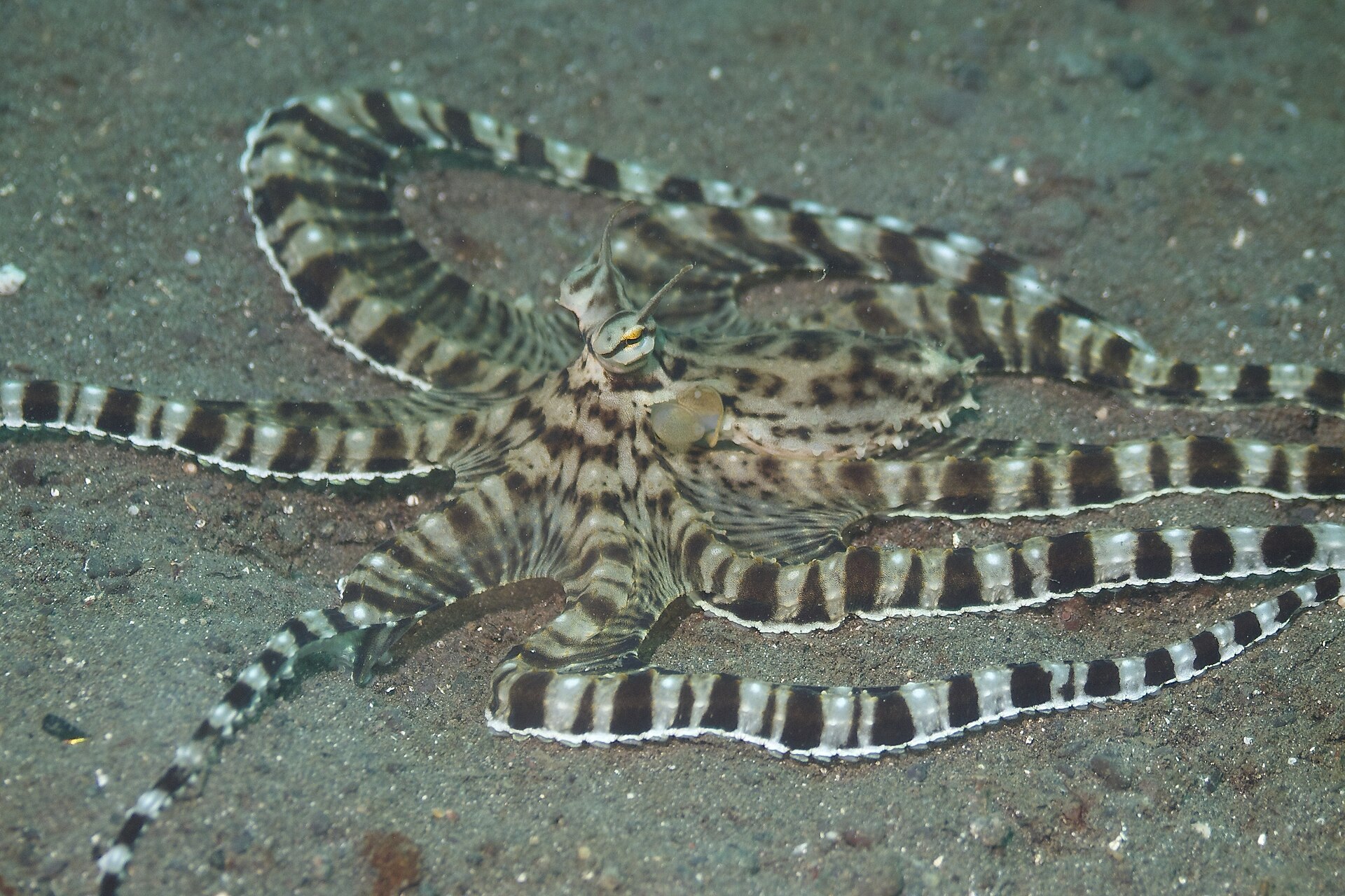 Source image related to Thaumoctopus mimicus