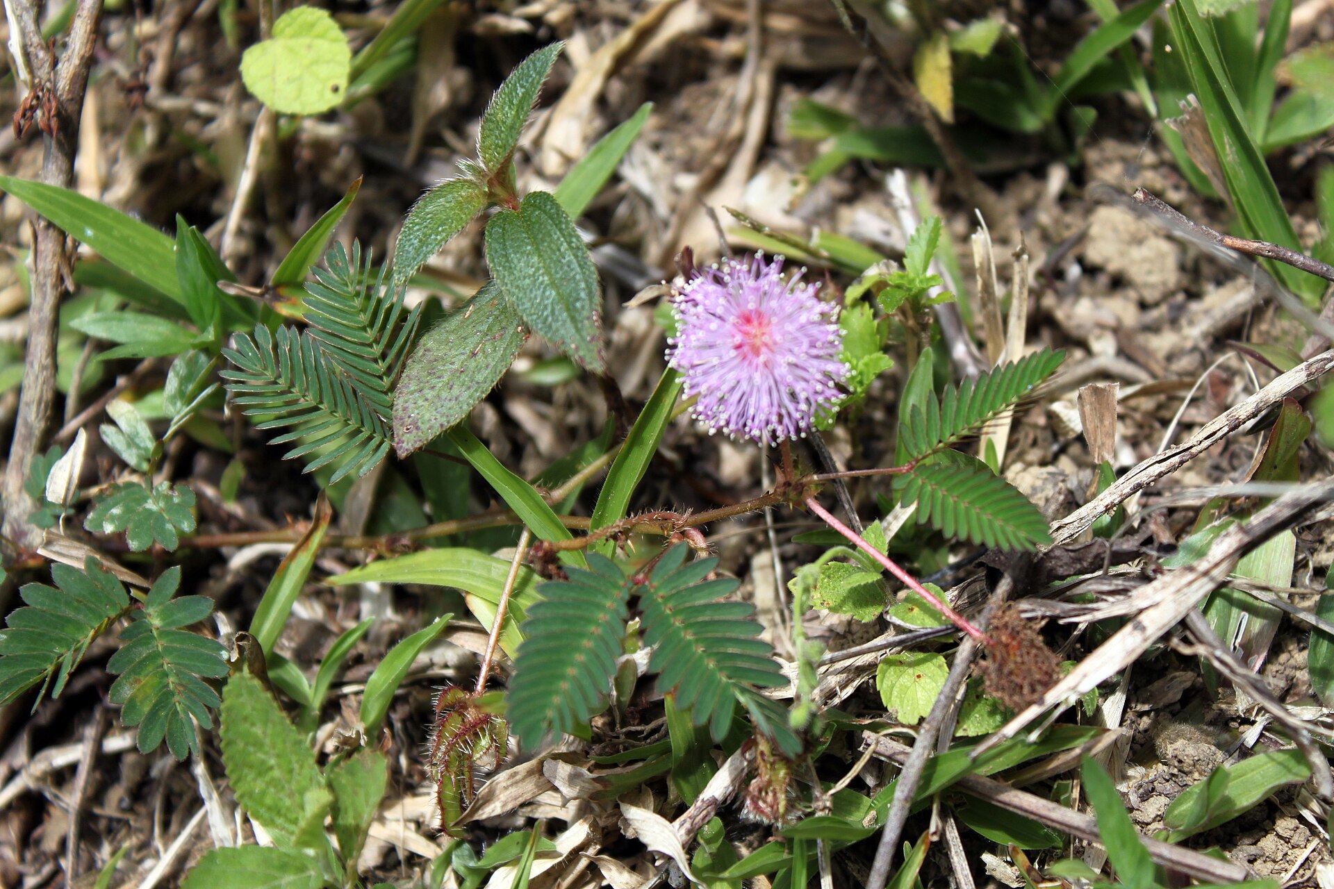 Source image related to Mimosa pudica