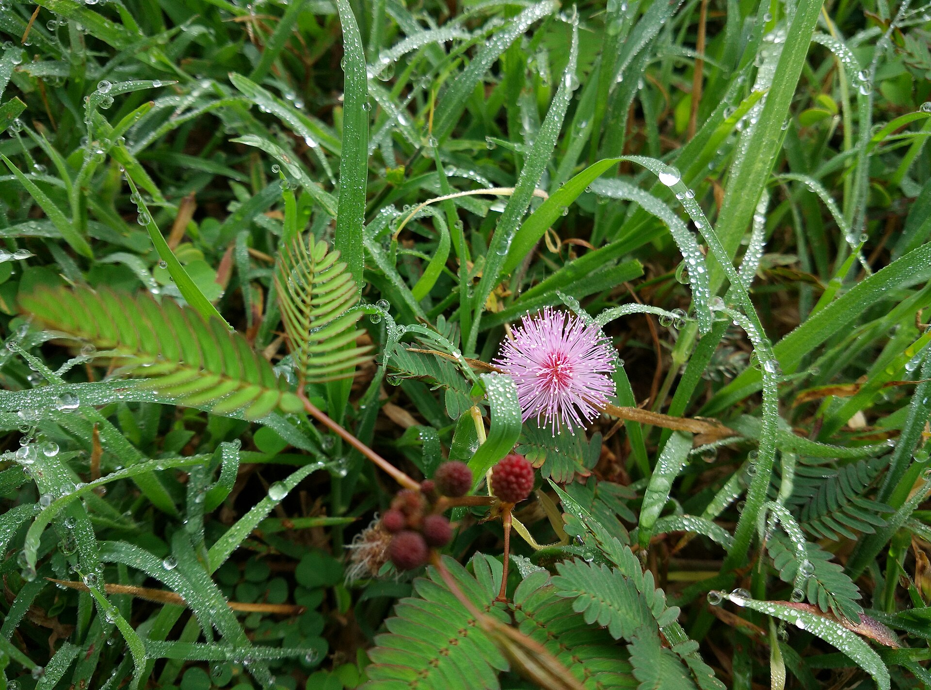 Source image related to Mimosa pudica