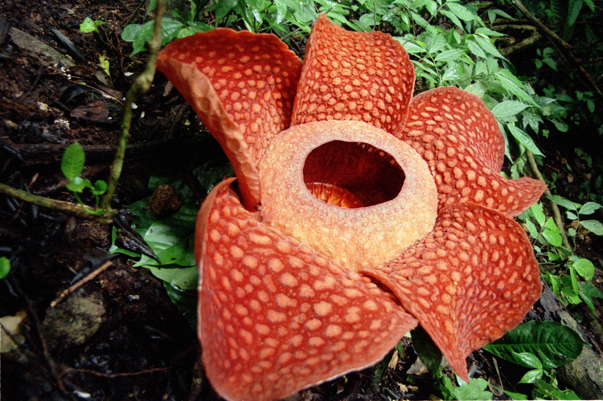 Rafflesia arnoldii: The Science Behind the World’s Largest Single Flower