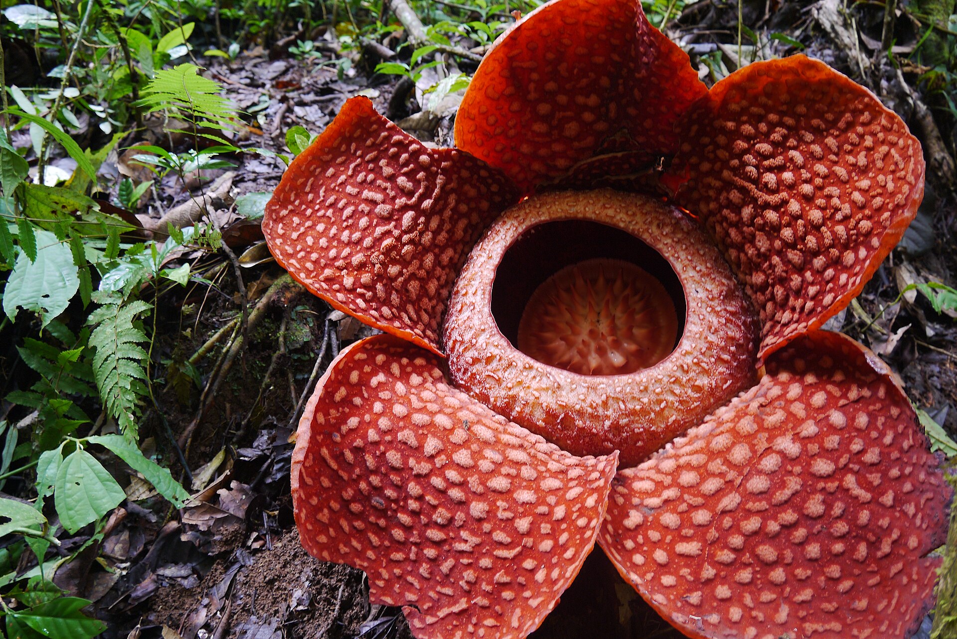 Source image related to Rafflesia arnoldii