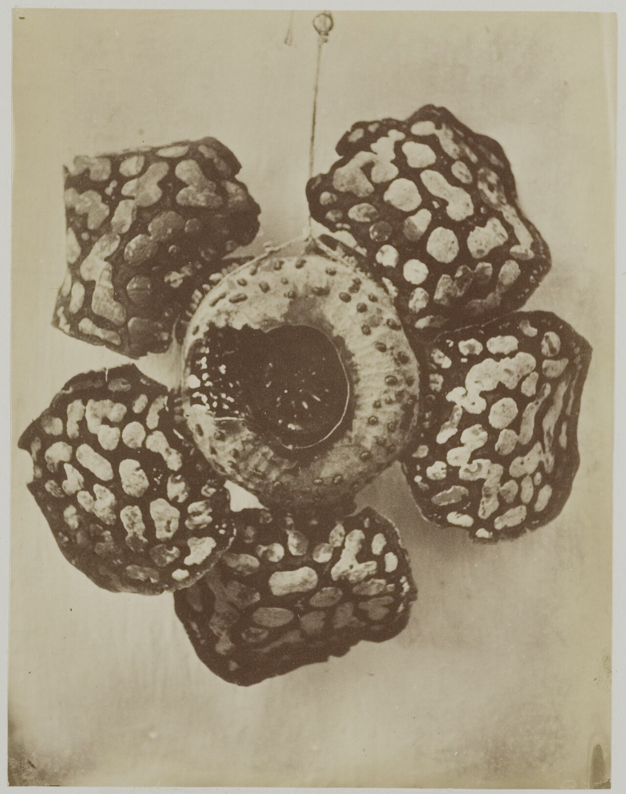 Source image related to Rafflesia arnoldii