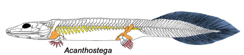 Source image related to Tiktaalik roseae