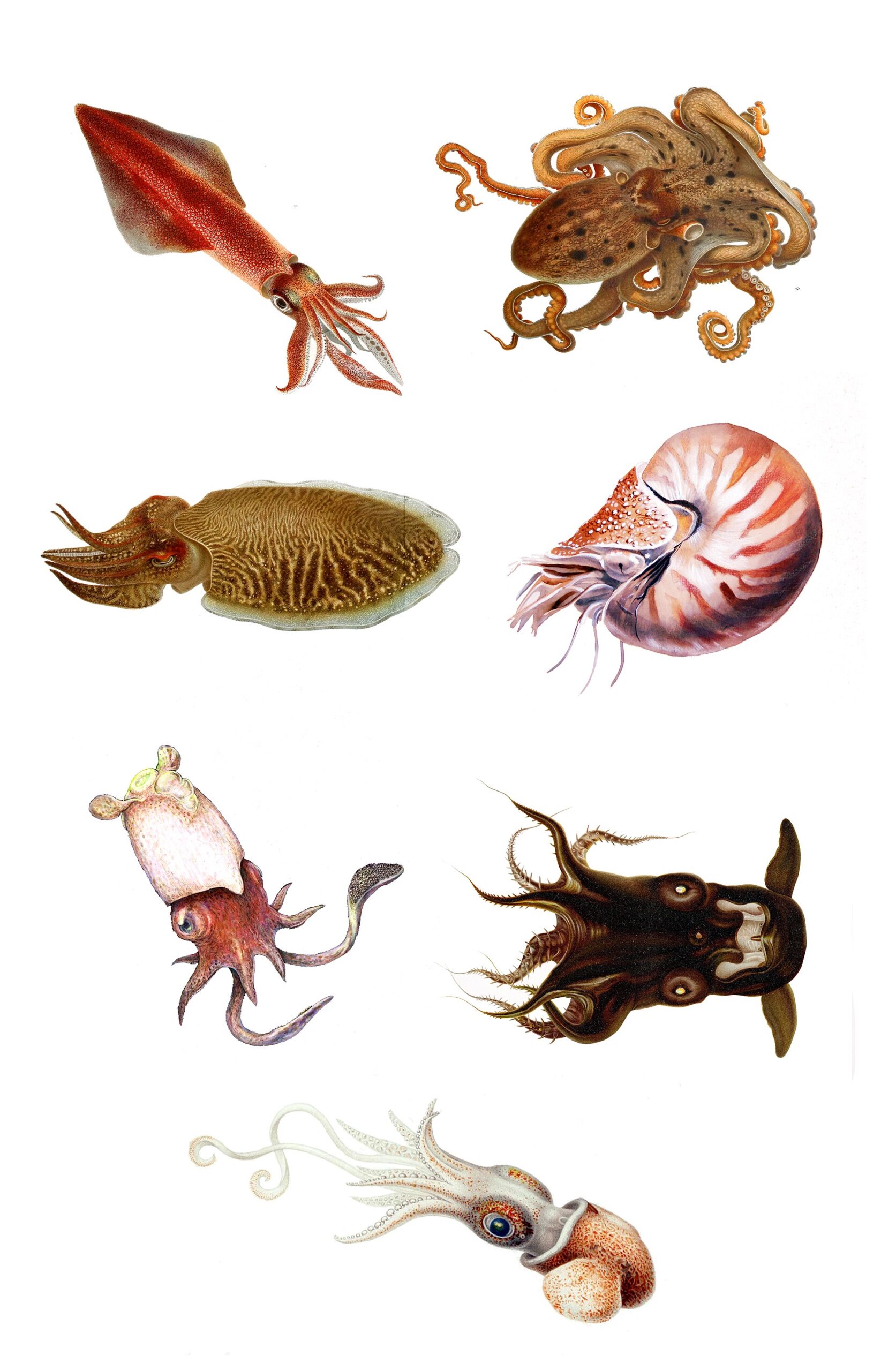 Vampyroteuthis infernalis: The Surprising Reality of the Vampire Squid