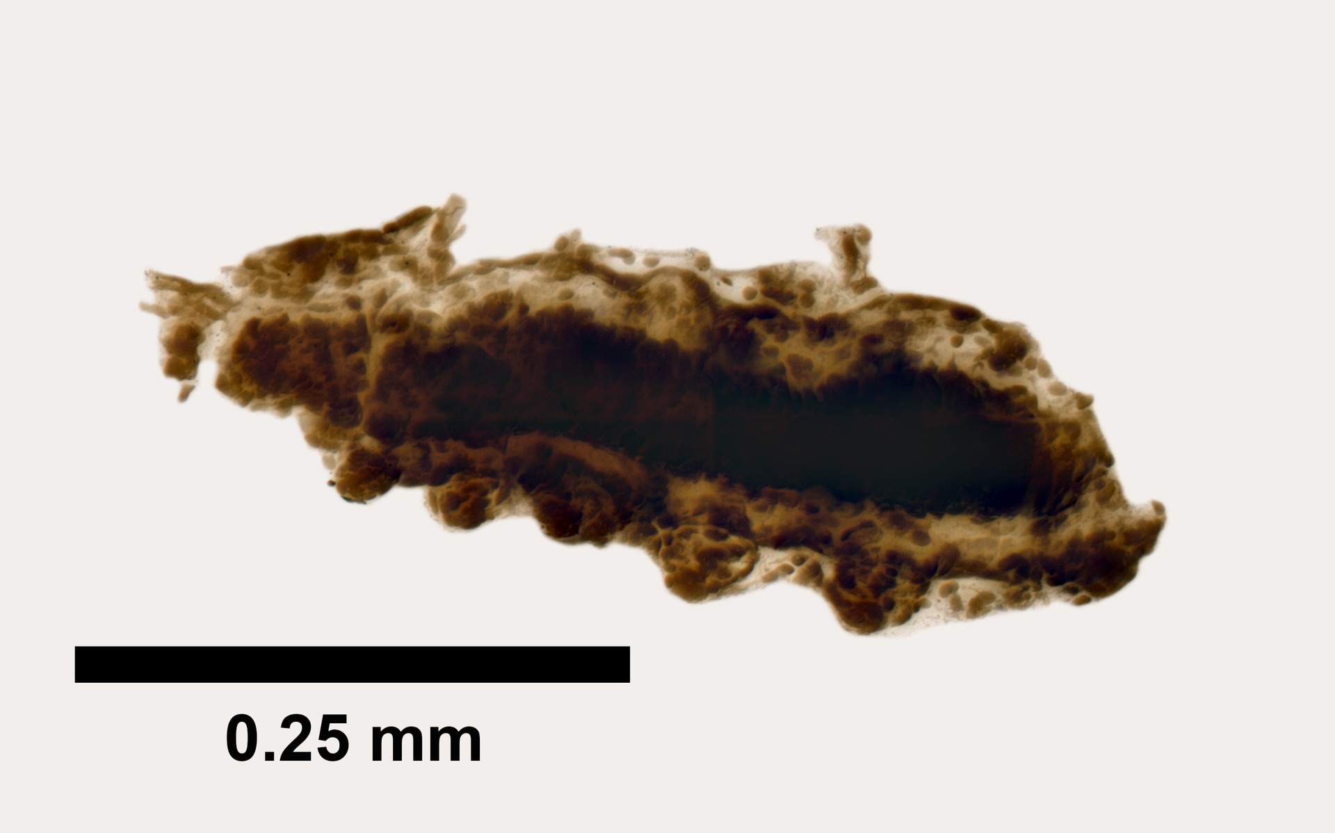 Source image related to Vampyroteuthis infernalis