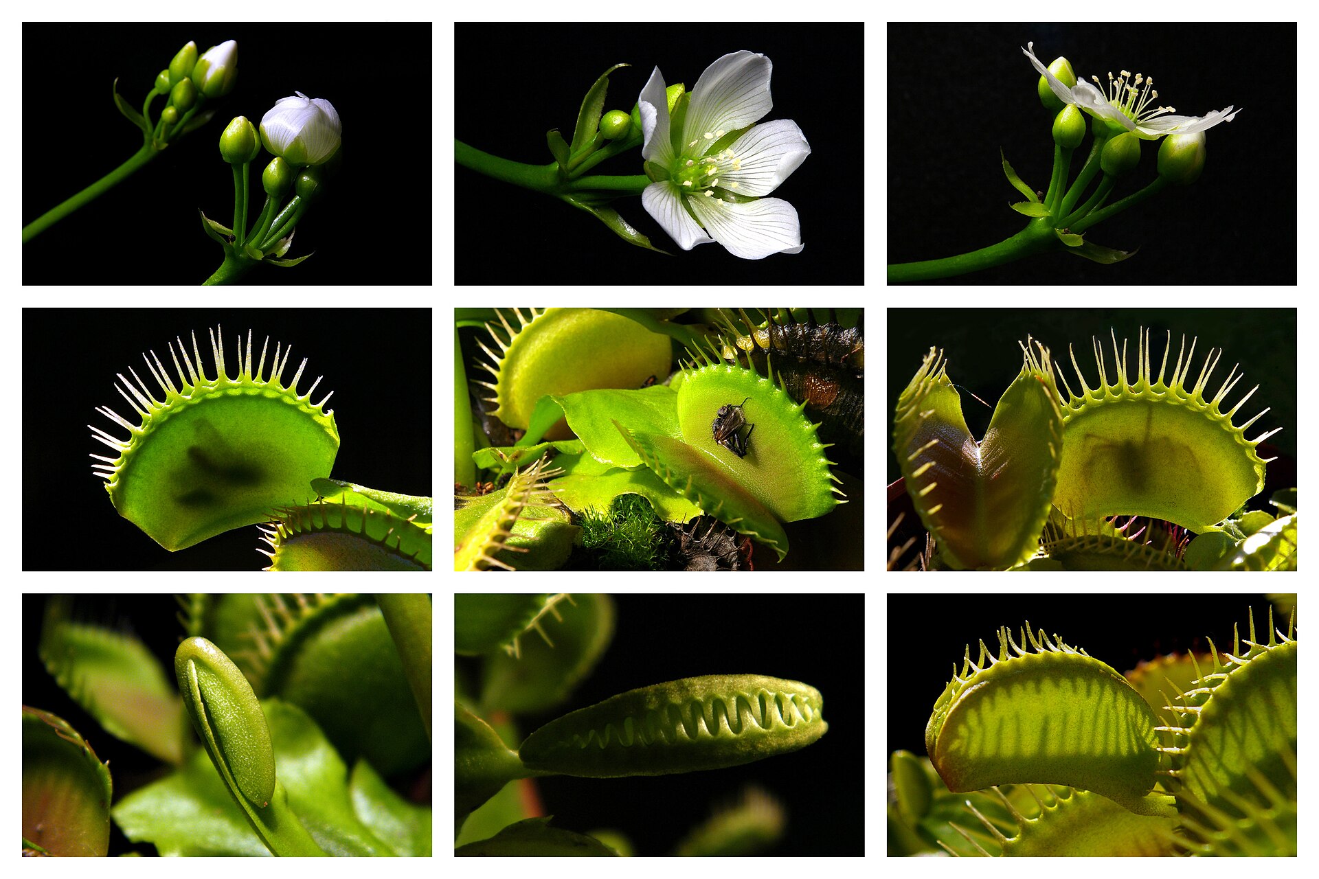 Source image related to Dionaea muscipula