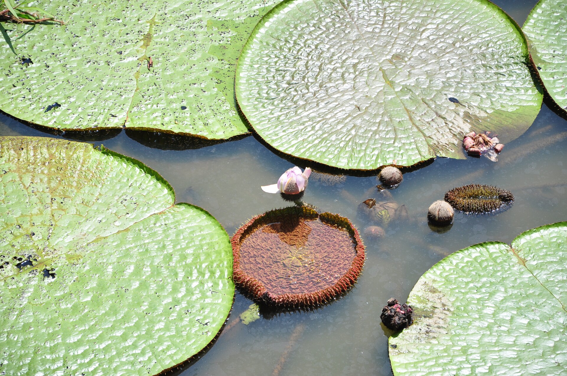 Source image related to Victoria amazonica (Poepp.) J.C. Sowerby