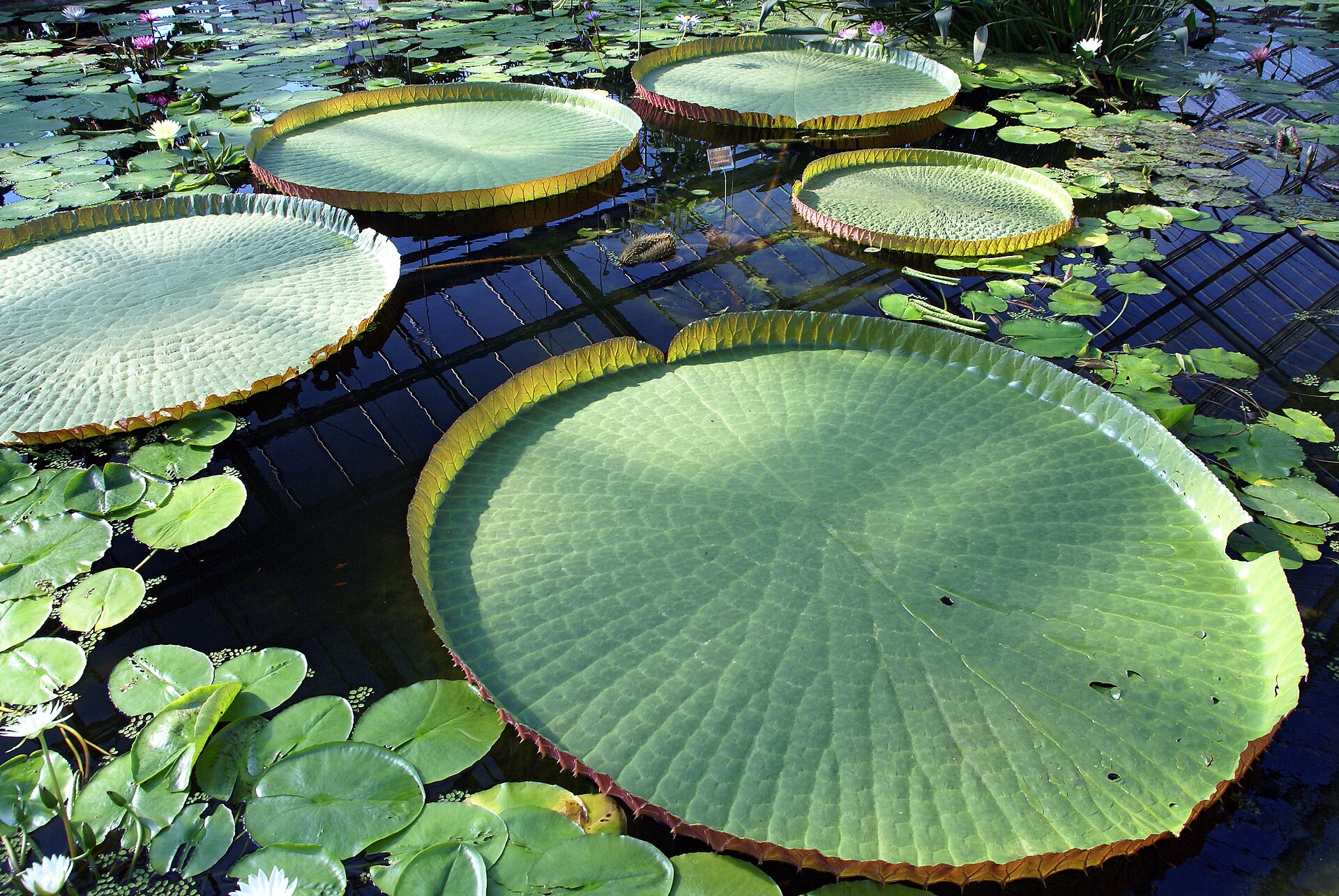 Source image related to Victoria amazonica (Poepp.) J.C. Sowerby