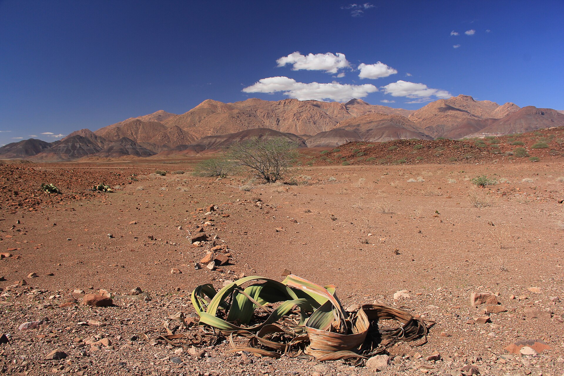 Source image related to Welwitschia mirabilis