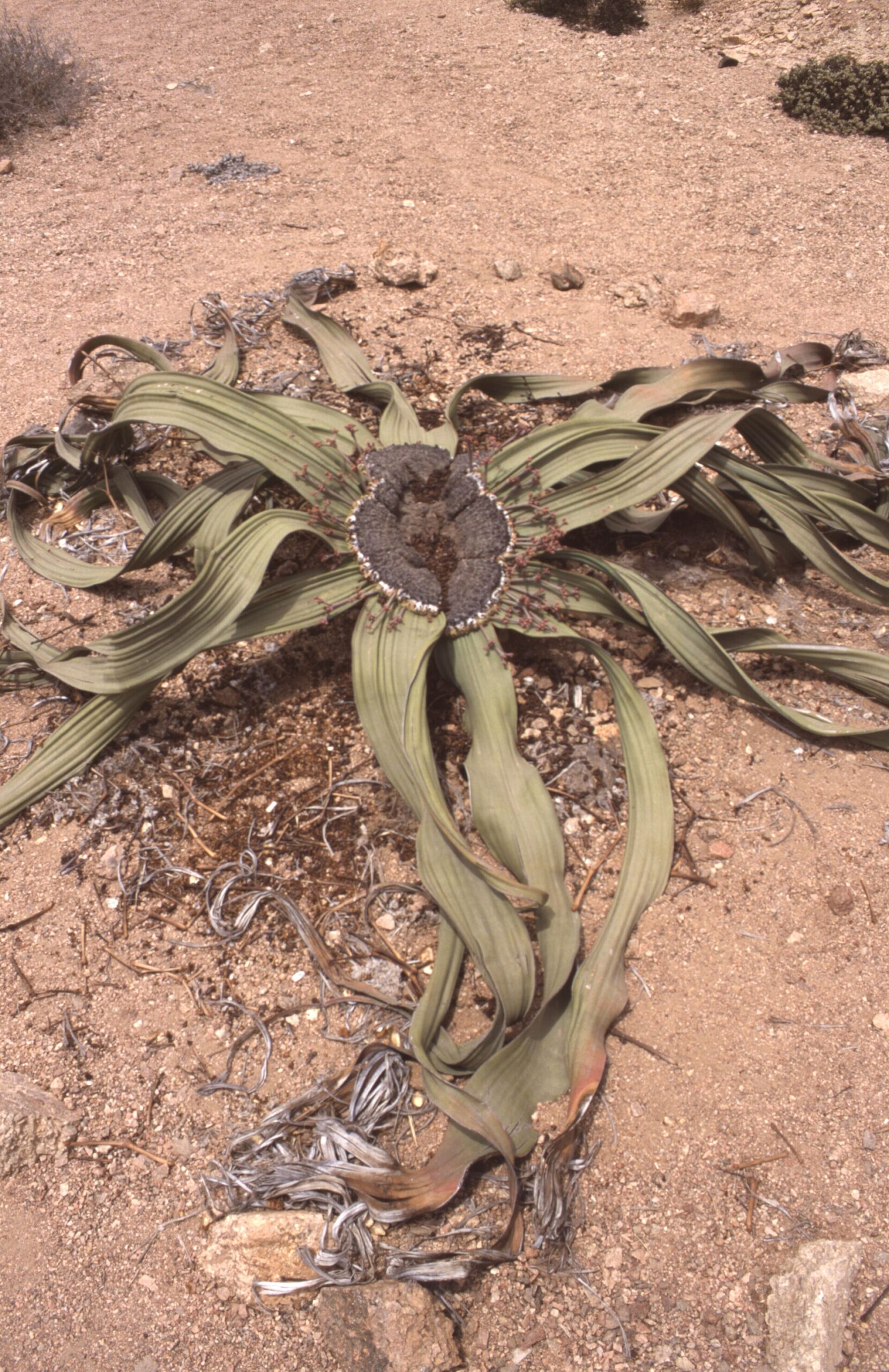Source image related to Welwitschia mirabilis