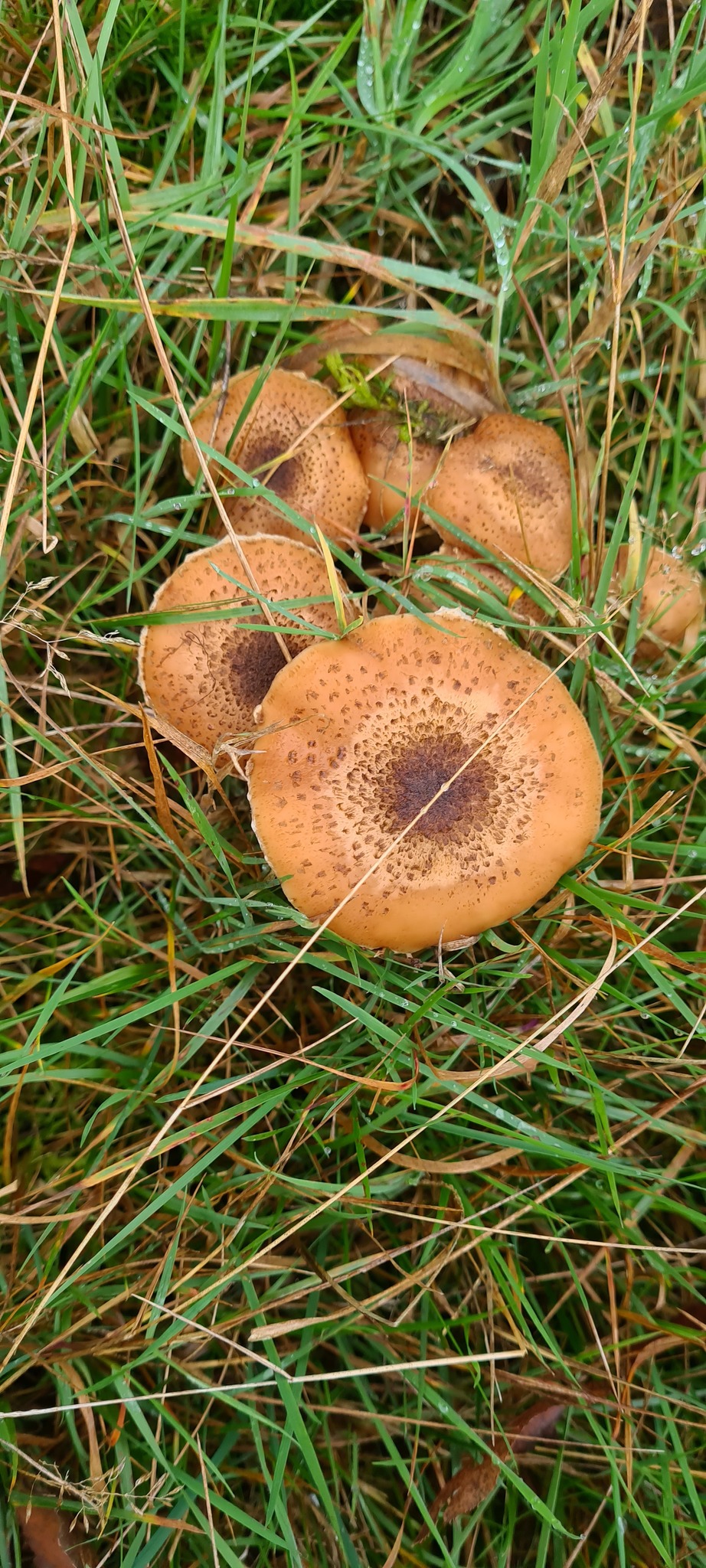 The Largest Living Organism on Earth: Oregon’s Humongous Fungus