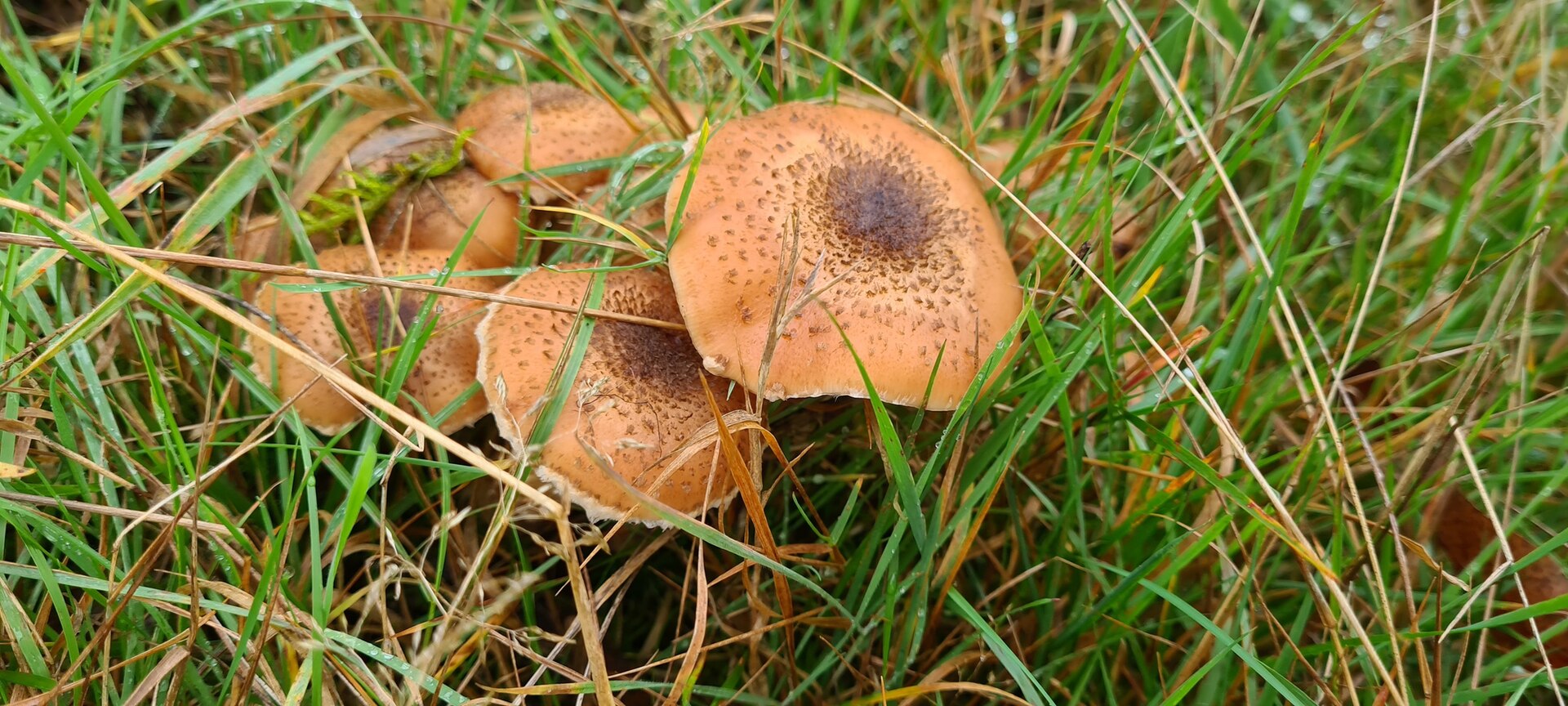 Armillaria ostoyae 관련 자료 이미지